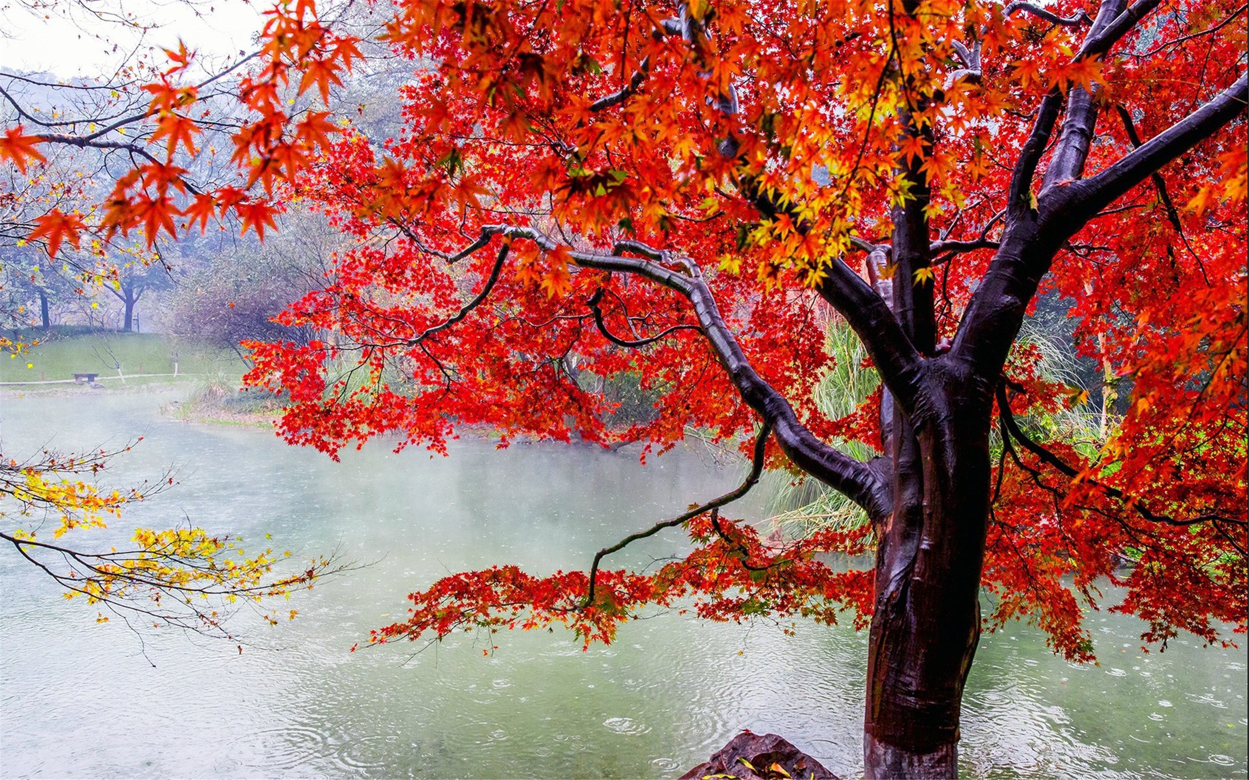 Скачать картинку Деревья, Осень, Дождь, Красный, Дерево, Земля/природа в телефон бесплатно.
