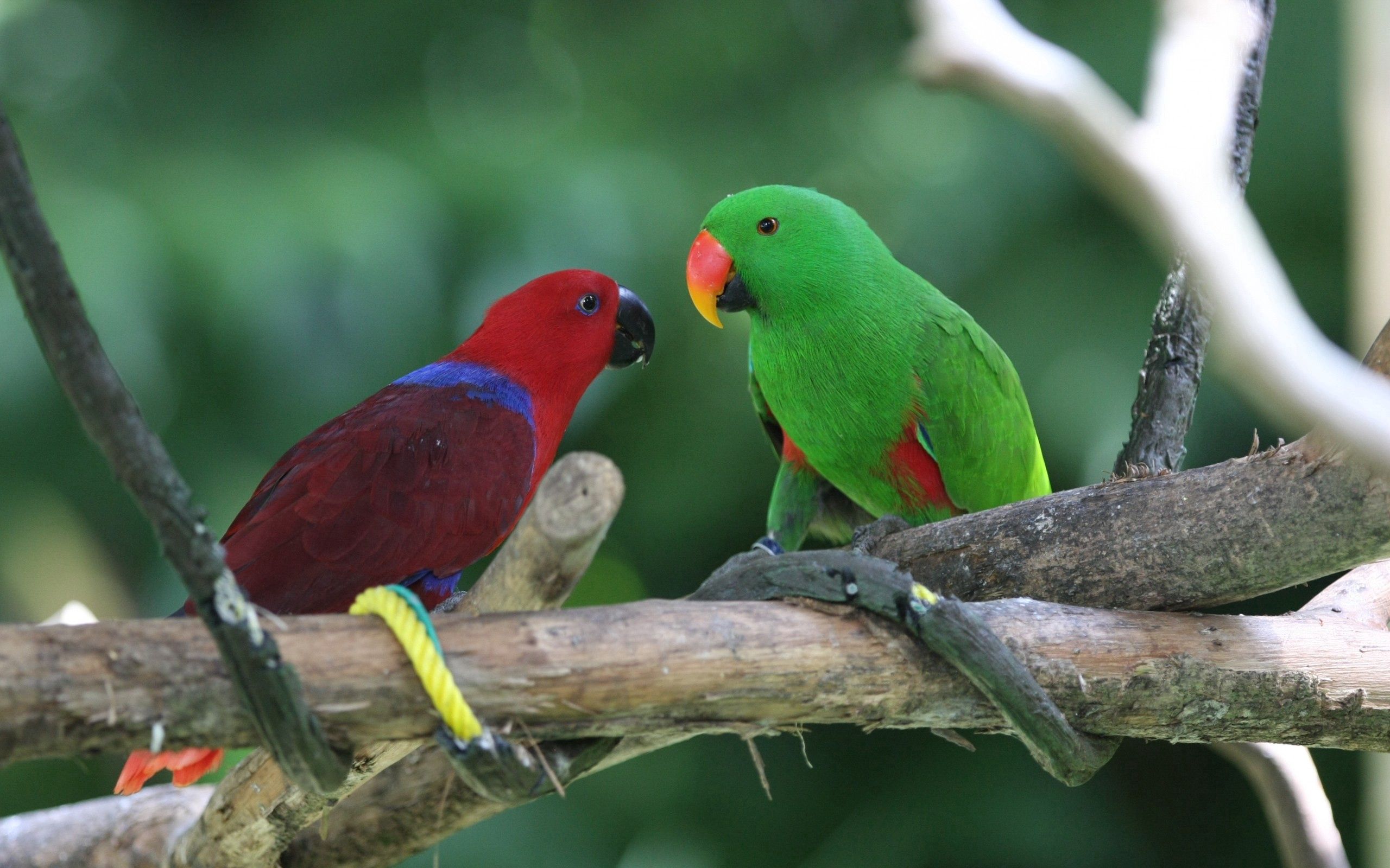 Free download wallpaper Pair, Animals, Parrots, Birds, Couple on your PC desktop