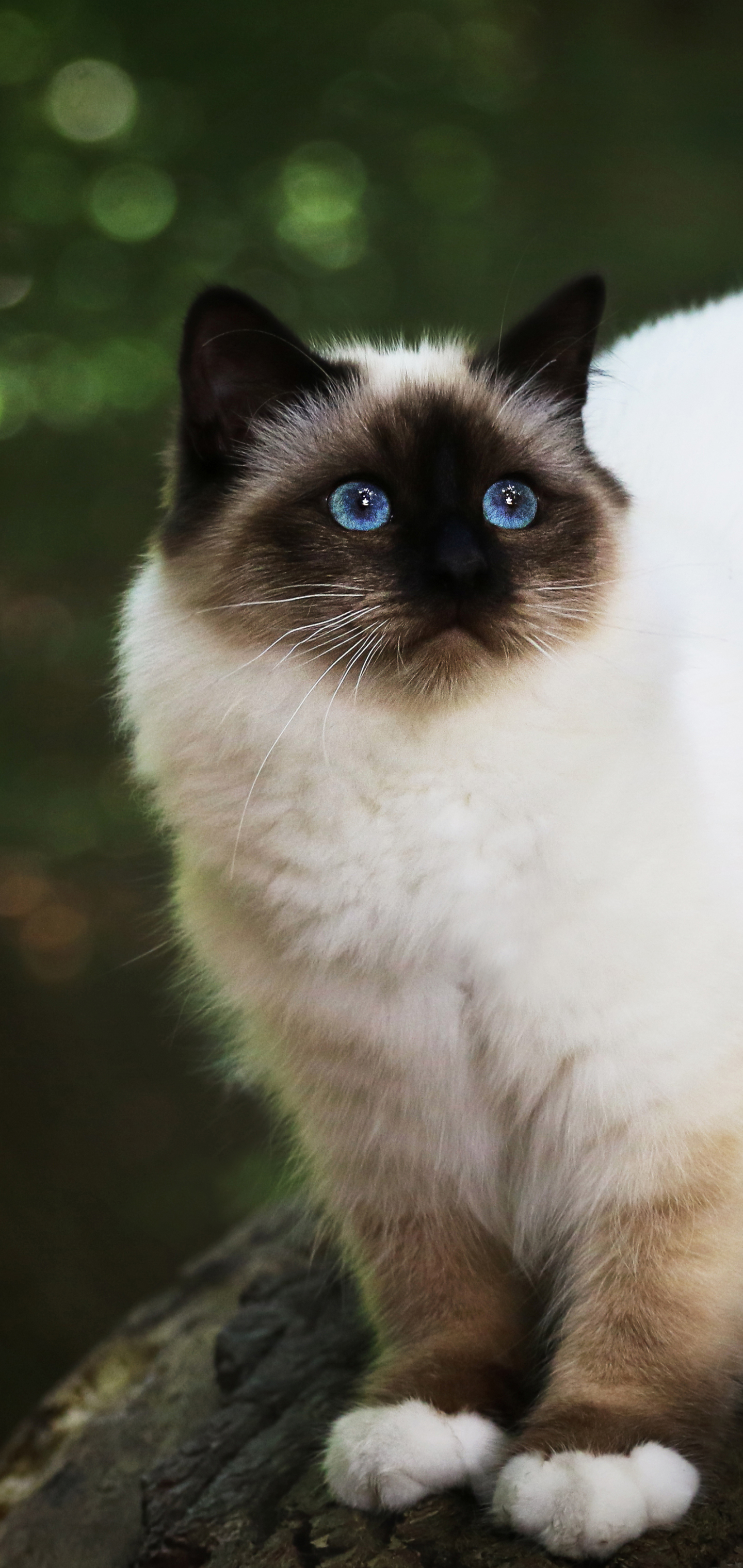 Laden Sie das Tiere, Katzen, Katze, Bokeh, Himalaya Katze-Bild kostenlos auf Ihren PC-Desktop herunter