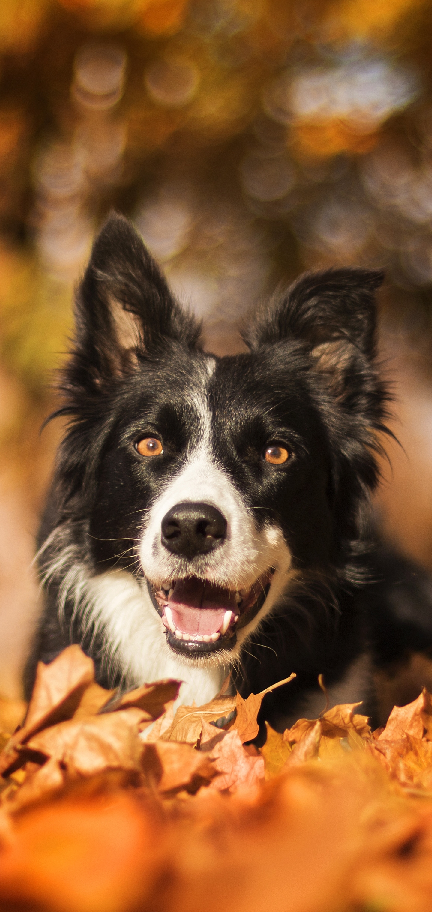Download mobile wallpaper Dogs, Dog, Leaf, Fall, Animal, Bokeh, Border Collie, Depth Of Field for free.