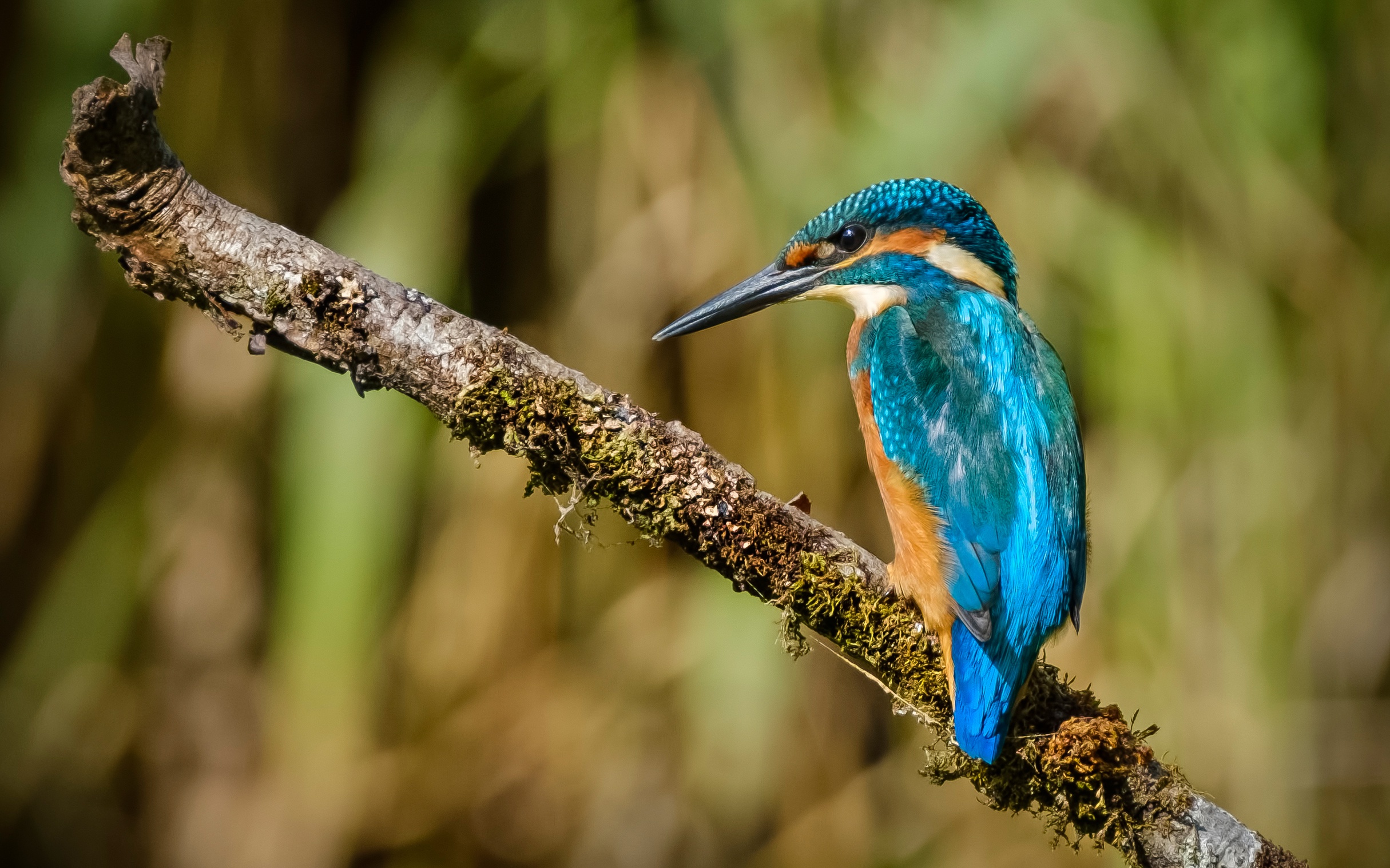 Baixar papel de parede para celular de Animais, Aves, Pássaro, Guarda Rios gratuito.