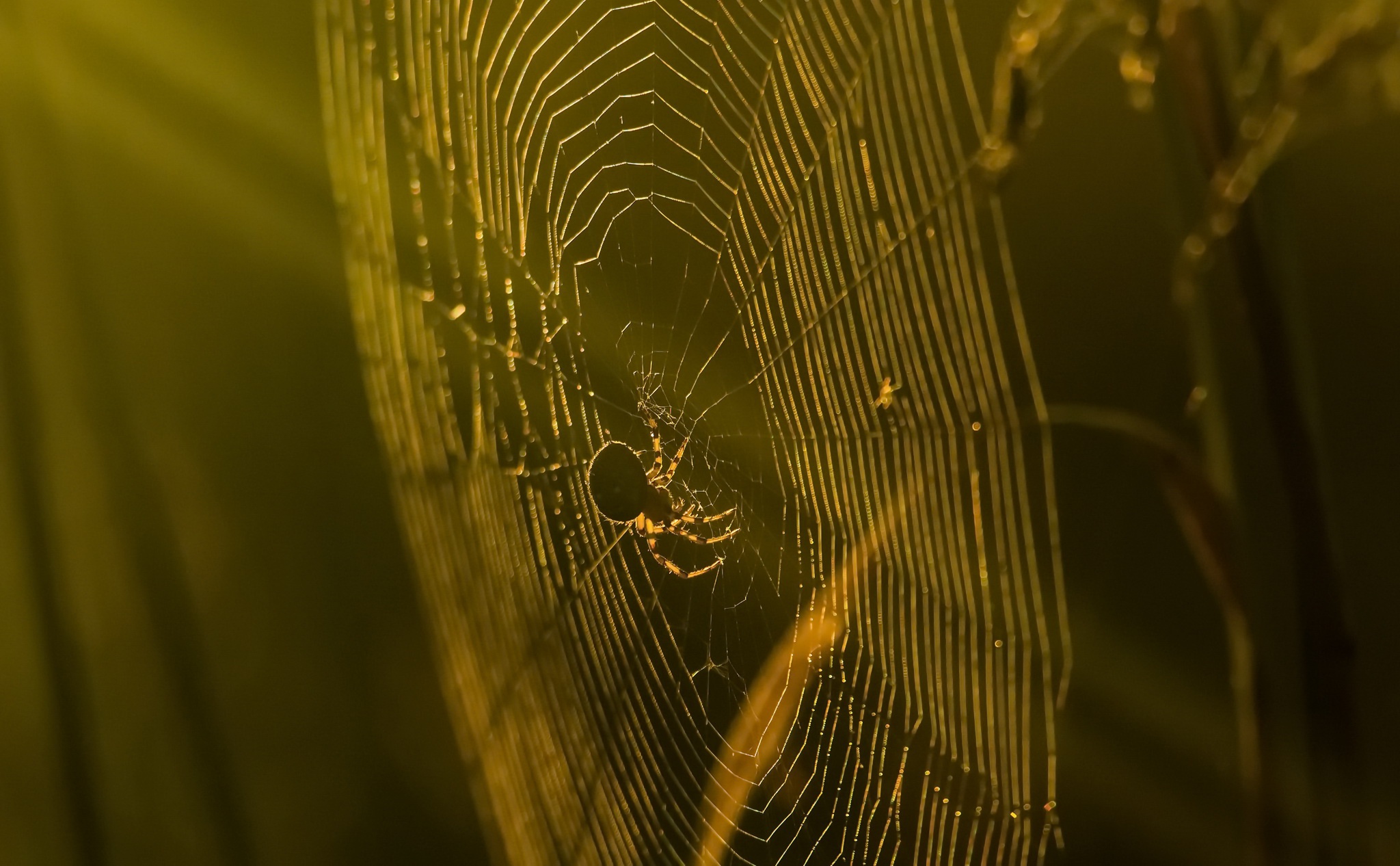 Download mobile wallpaper Spiders, Macro, Animal, Spider, Sunny, Arachnid, Spider Web for free.