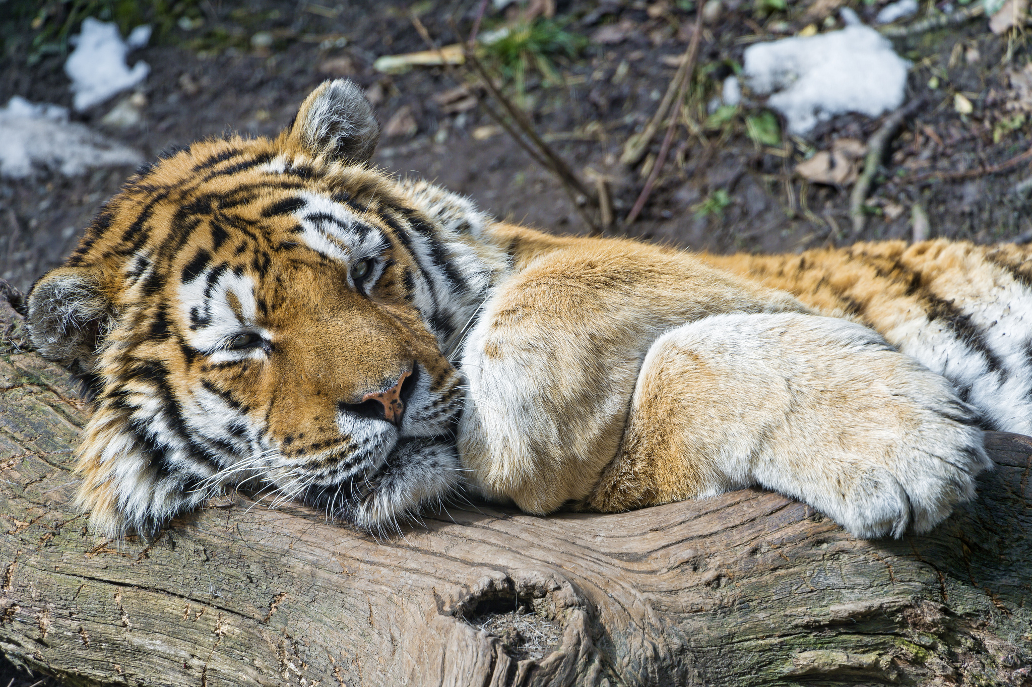 Descarga gratuita de fondo de pantalla para móvil de Gatos, Animales, Tigre.