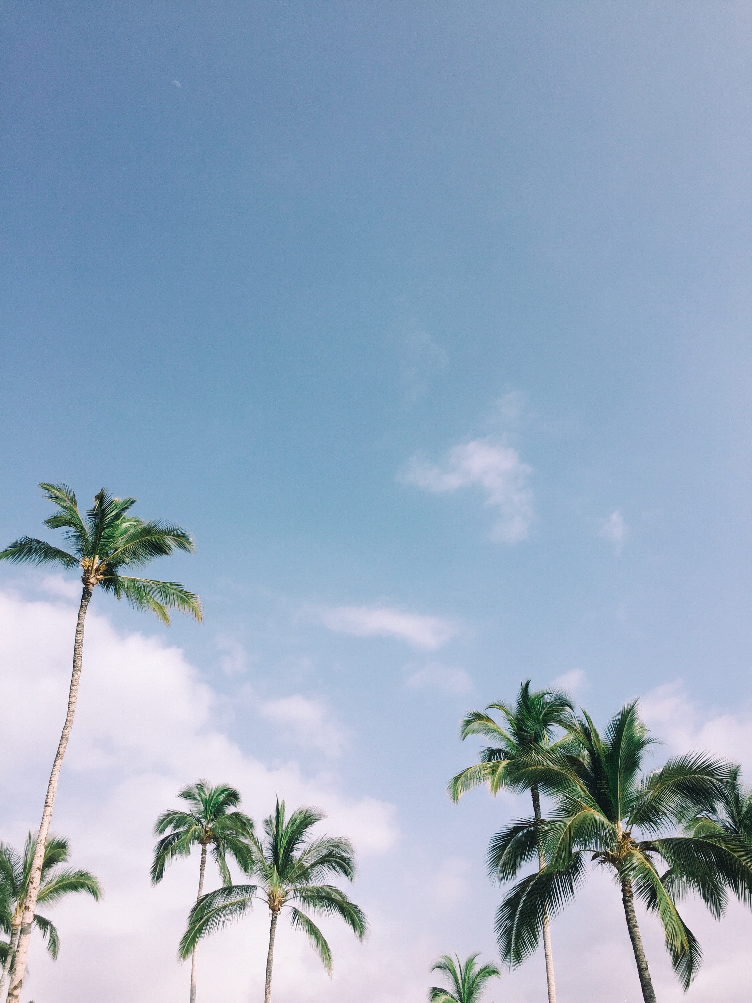 Free download wallpaper Nature, Trees, Sky, Branches, Palms, Tropics, Leaves on your PC desktop