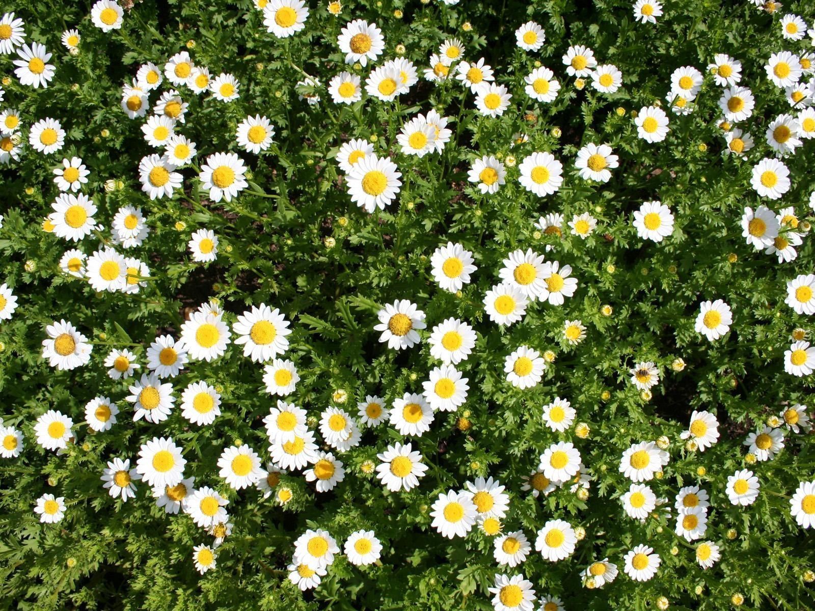 Free download wallpaper Flowers, Summer, Greens, Camomile, Sunny on your PC desktop