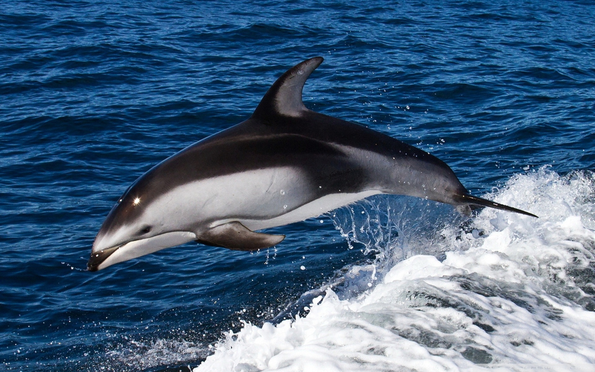 Free download wallpaper Animal, Dolphin on your PC desktop