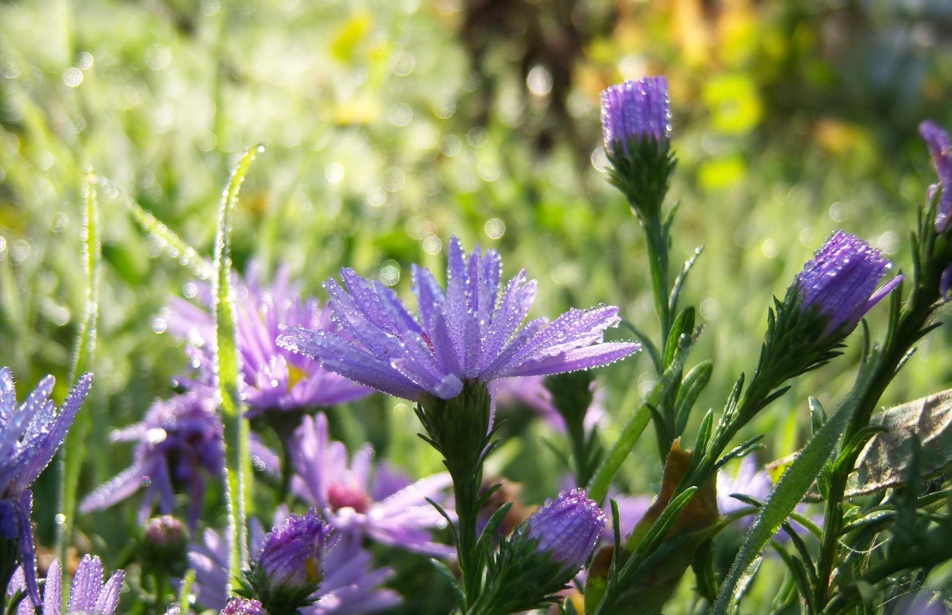 Descarga gratuita de fondo de pantalla para móvil de Flores, Flor, Tierra/naturaleza.