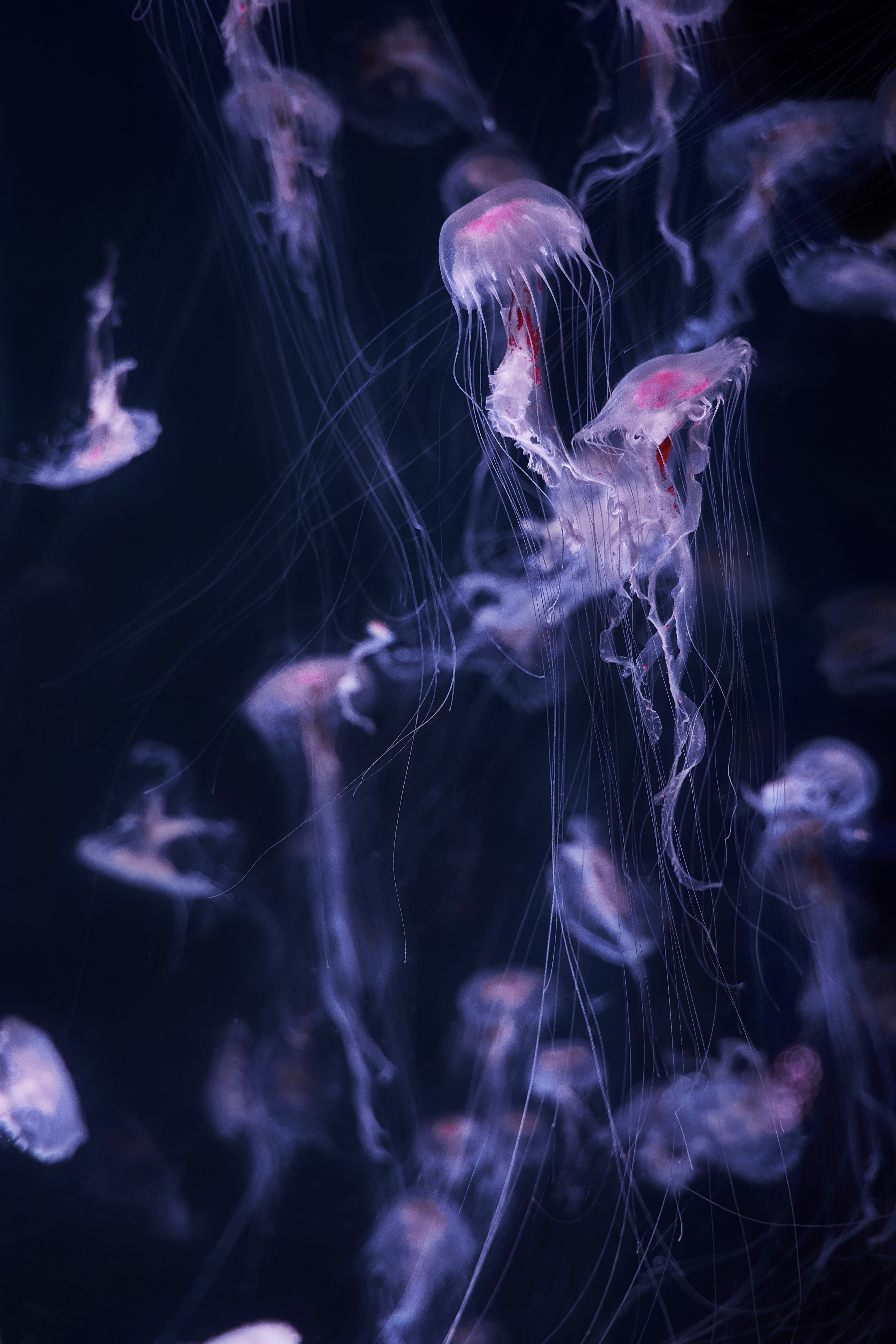 jellyfish, water, dark, tentacle, handsomely, it's beautiful HD wallpaper