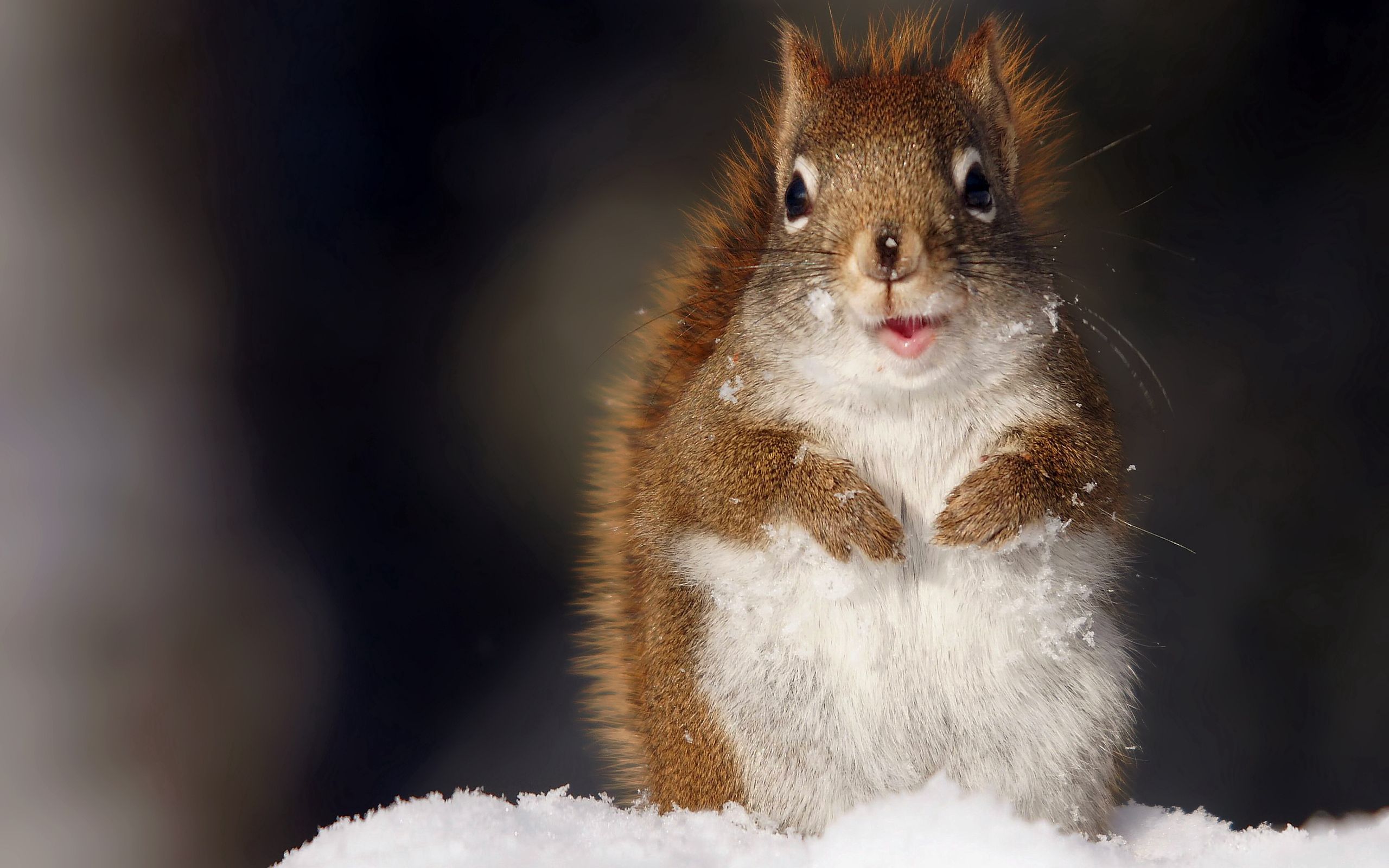 112979 Hintergrundbild herunterladen eichhörnchen, tiere, schnee, flauschige, schnauze - Bildschirmschoner und Bilder kostenlos