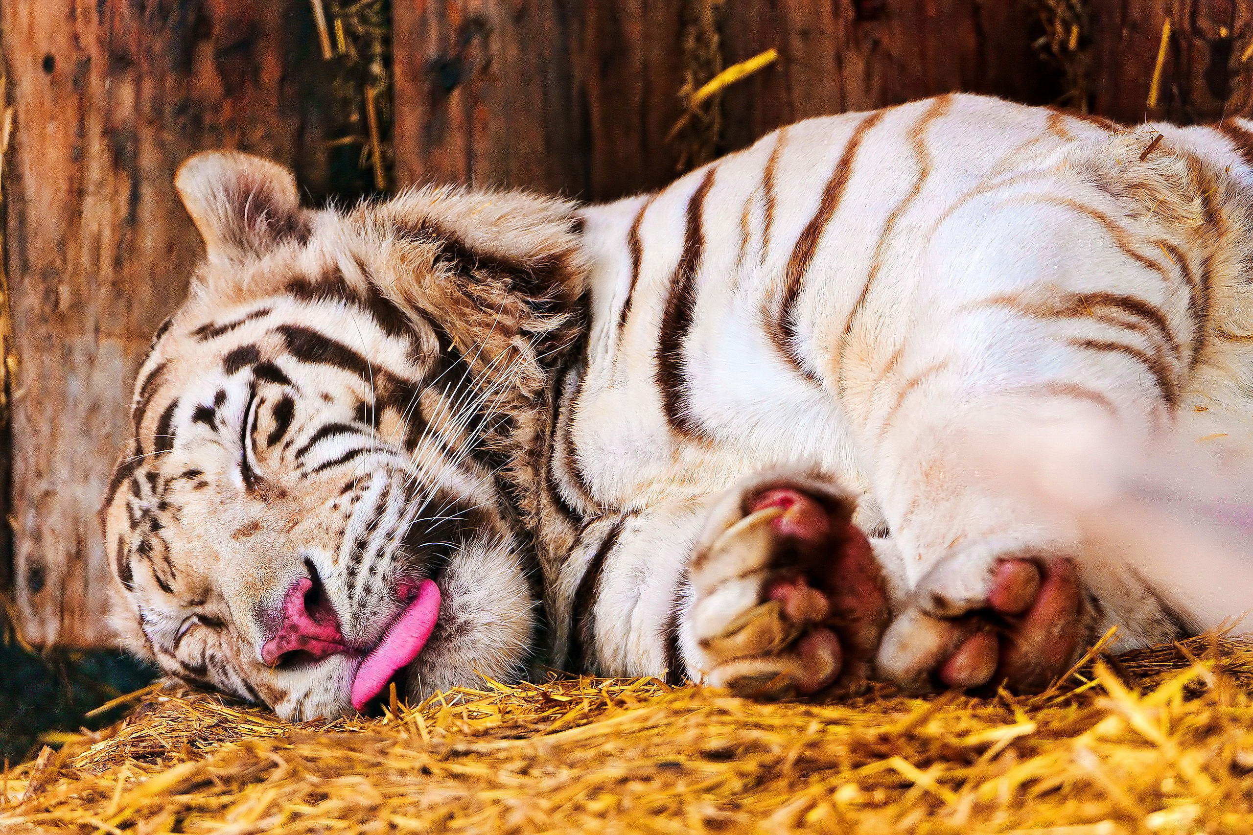282159 descargar fondo de pantalla animales, tigre blanco, dormido, tigre, lengua, gatos: protectores de pantalla e imágenes gratis