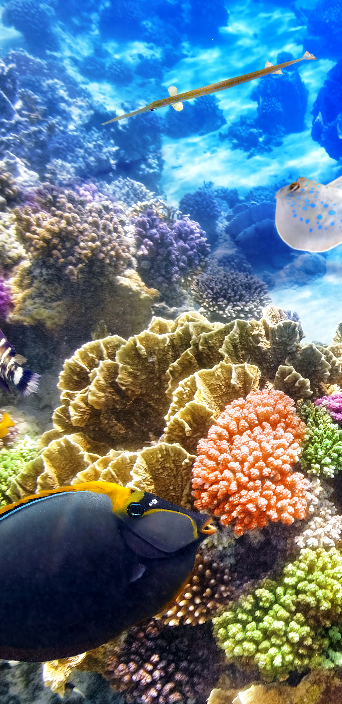 Free download wallpaper Fishes, Coral, Animal, Fish, Underwater on your PC desktop