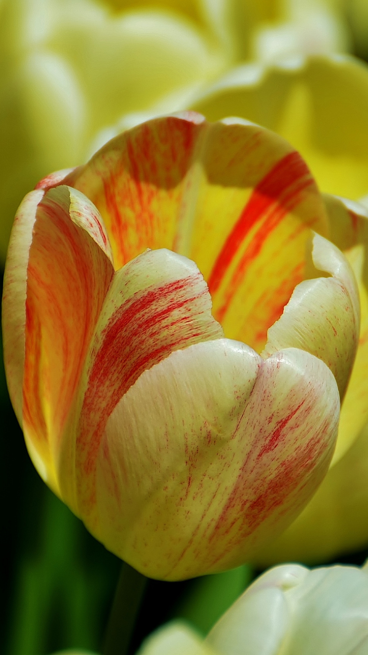 Download mobile wallpaper Flowers, Earth, Tulip for free.