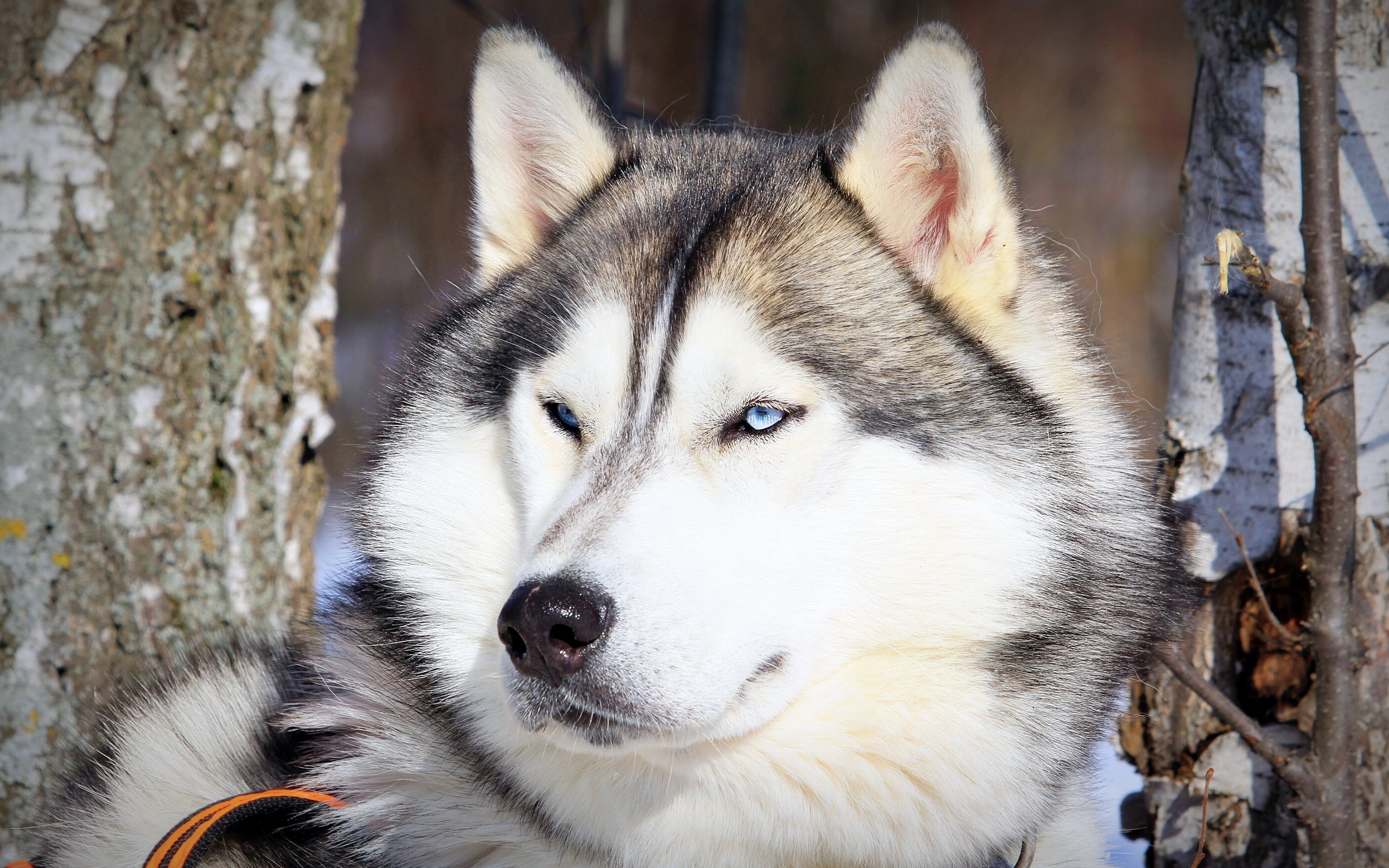 Handy-Wallpaper Tiere, Schlittenhund kostenlos herunterladen.