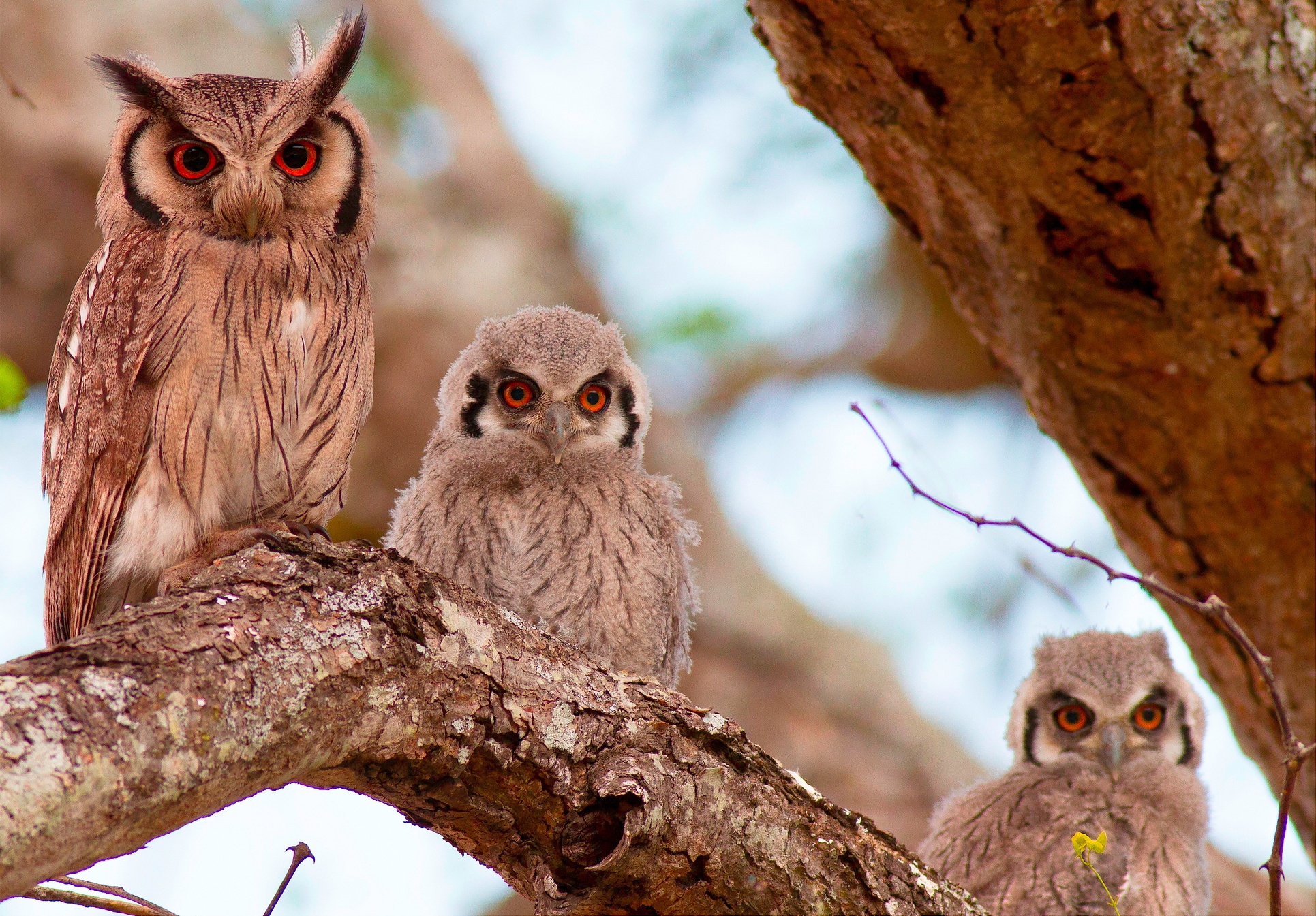 Free download wallpaper Birds, Owl, Bird, Animal, Depth Of Field on your PC desktop