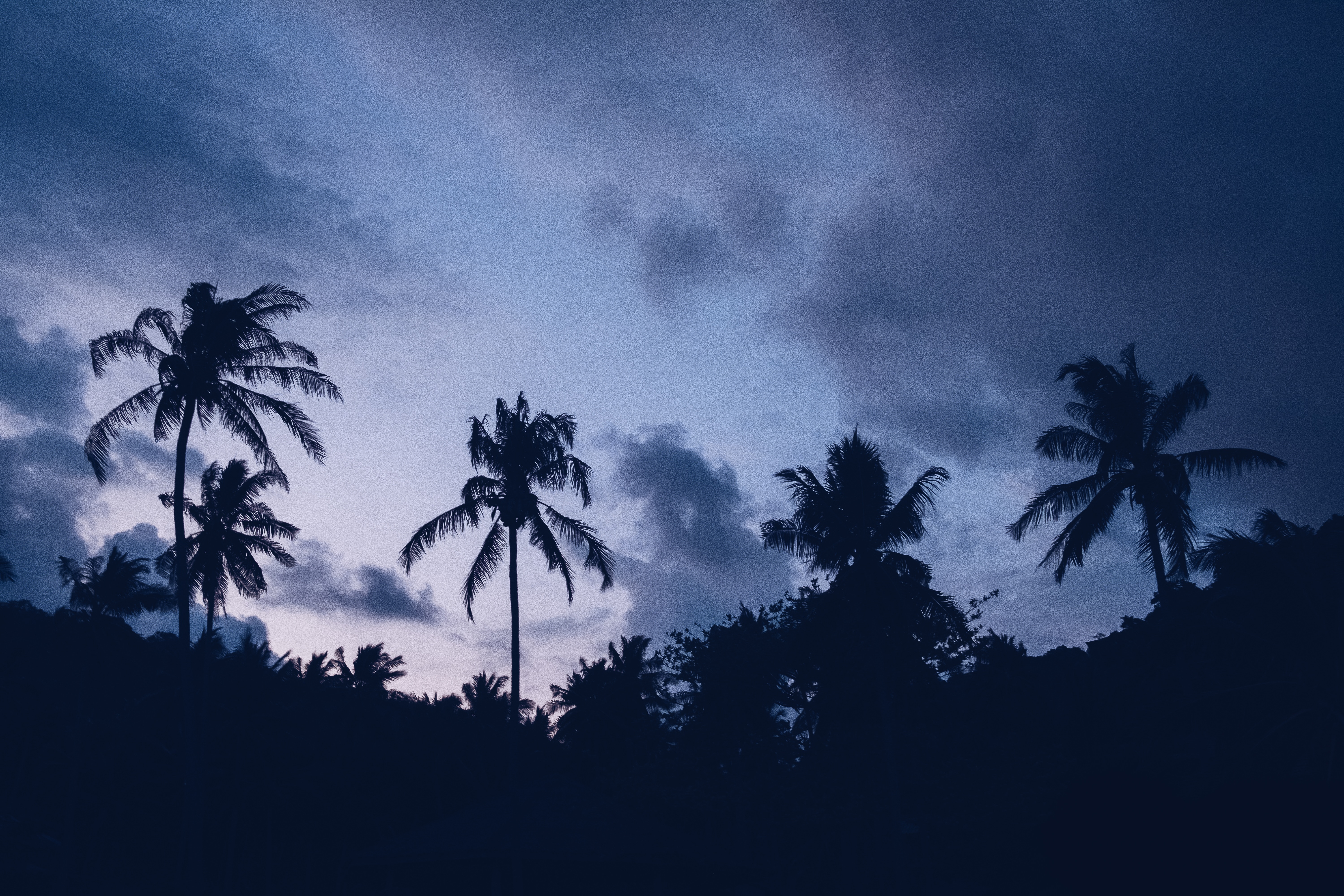 Descarga gratis la imagen Noche, Nubes, Palms, Oscuro en el escritorio de tu PC