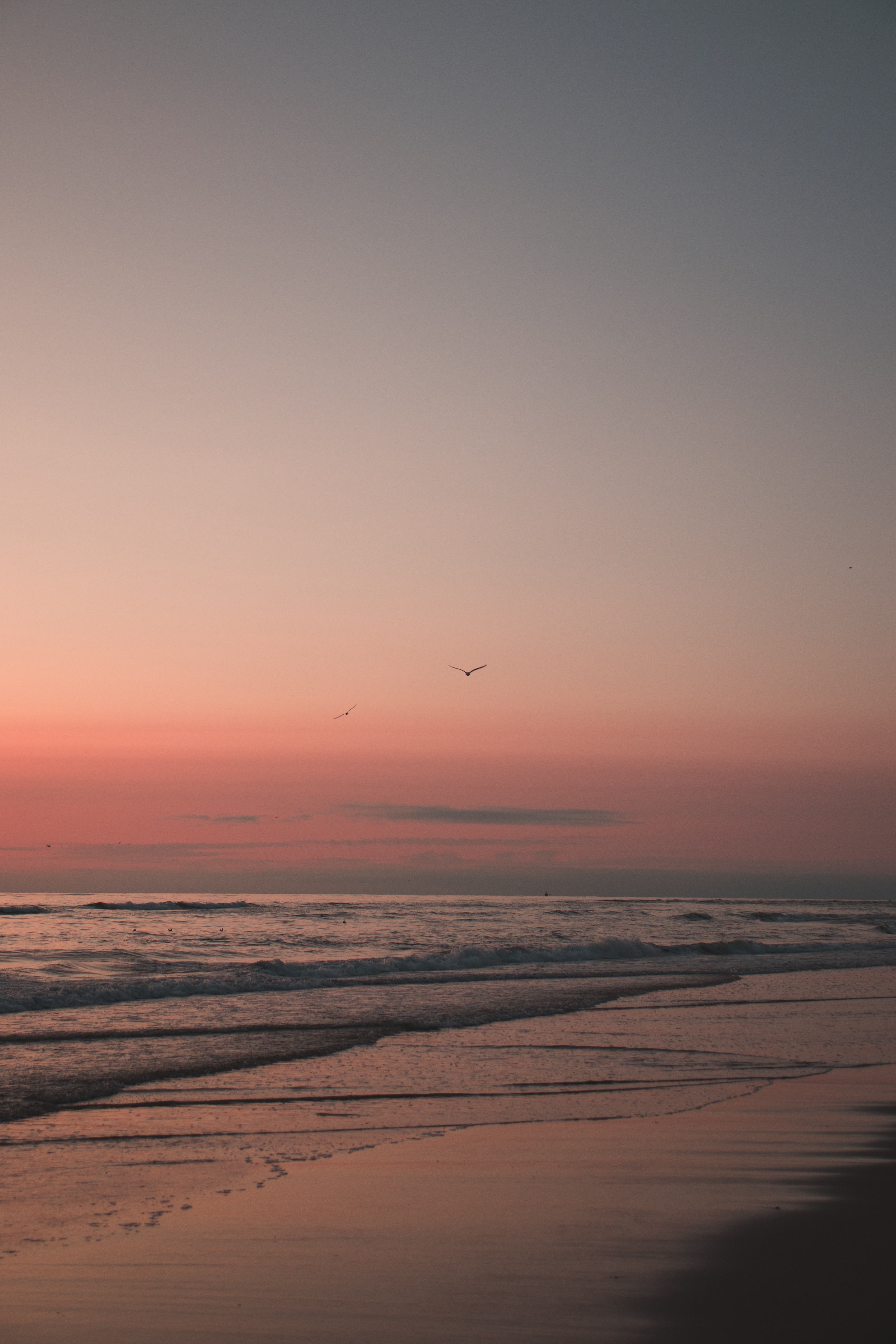sand, sunset, beach, birds, nature HD wallpaper