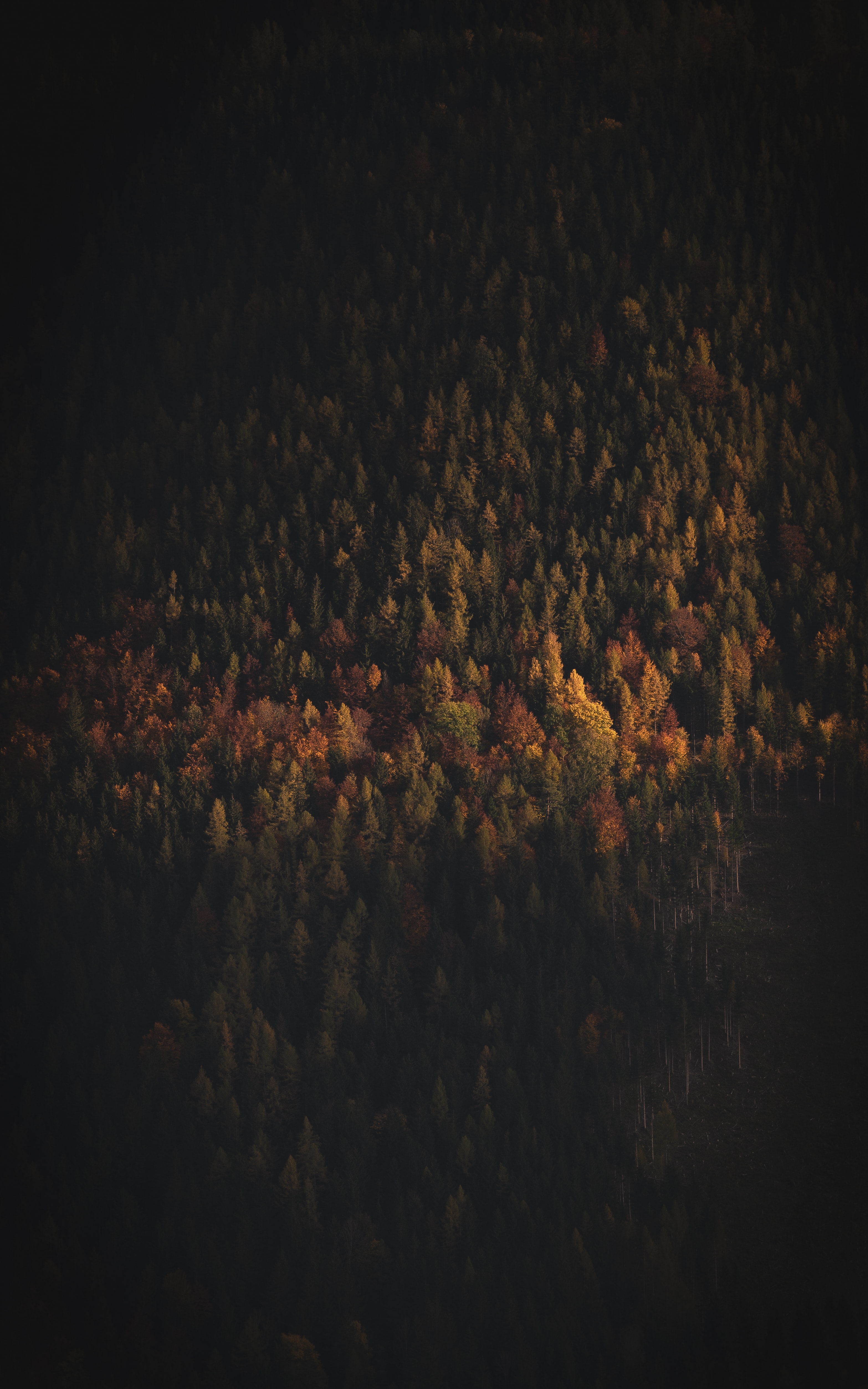 Free download wallpaper Shadow, Trees, Nature, View From Above, Forest, Dark on your PC desktop