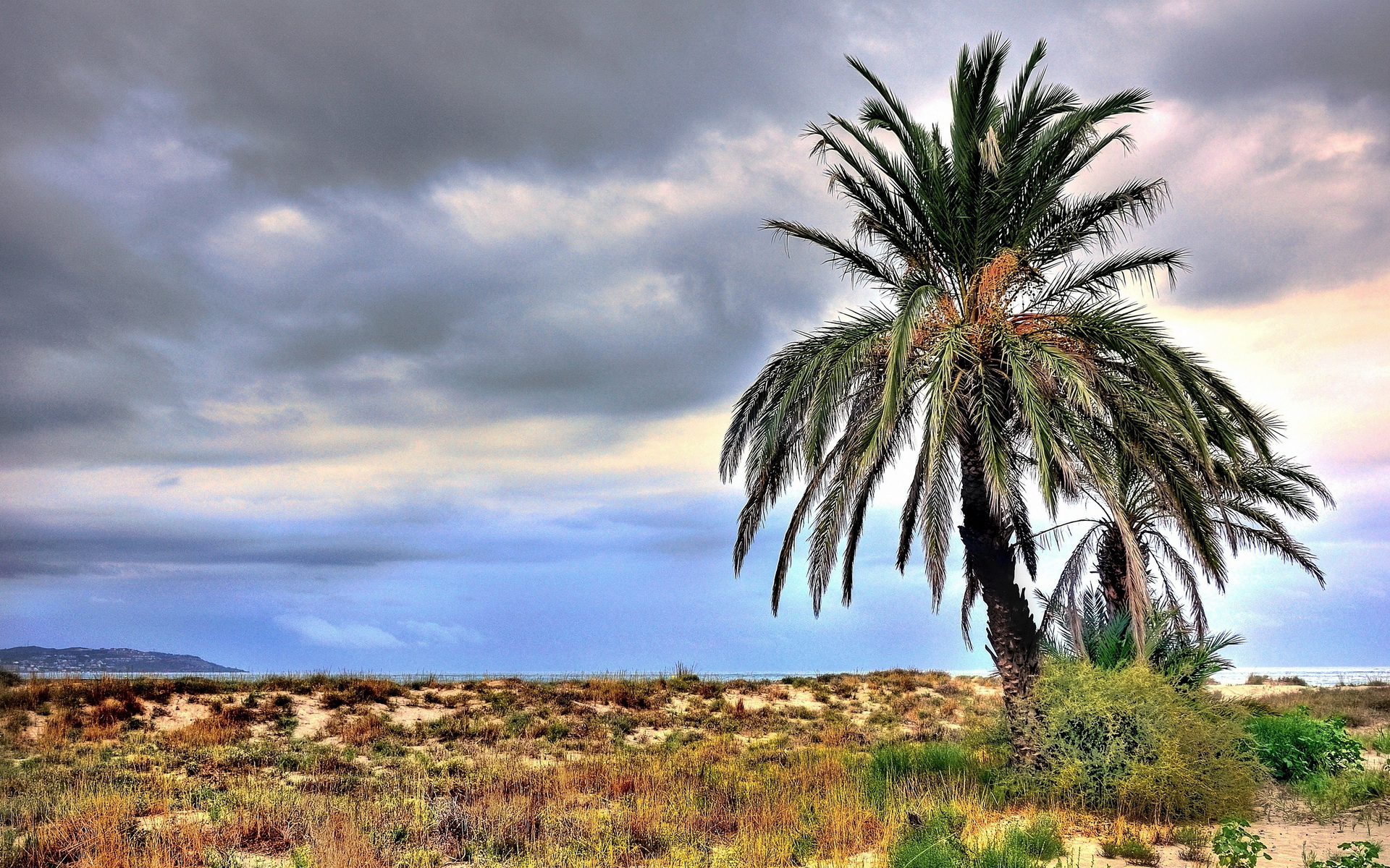 Download mobile wallpaper Earth, Palm Tree for free.