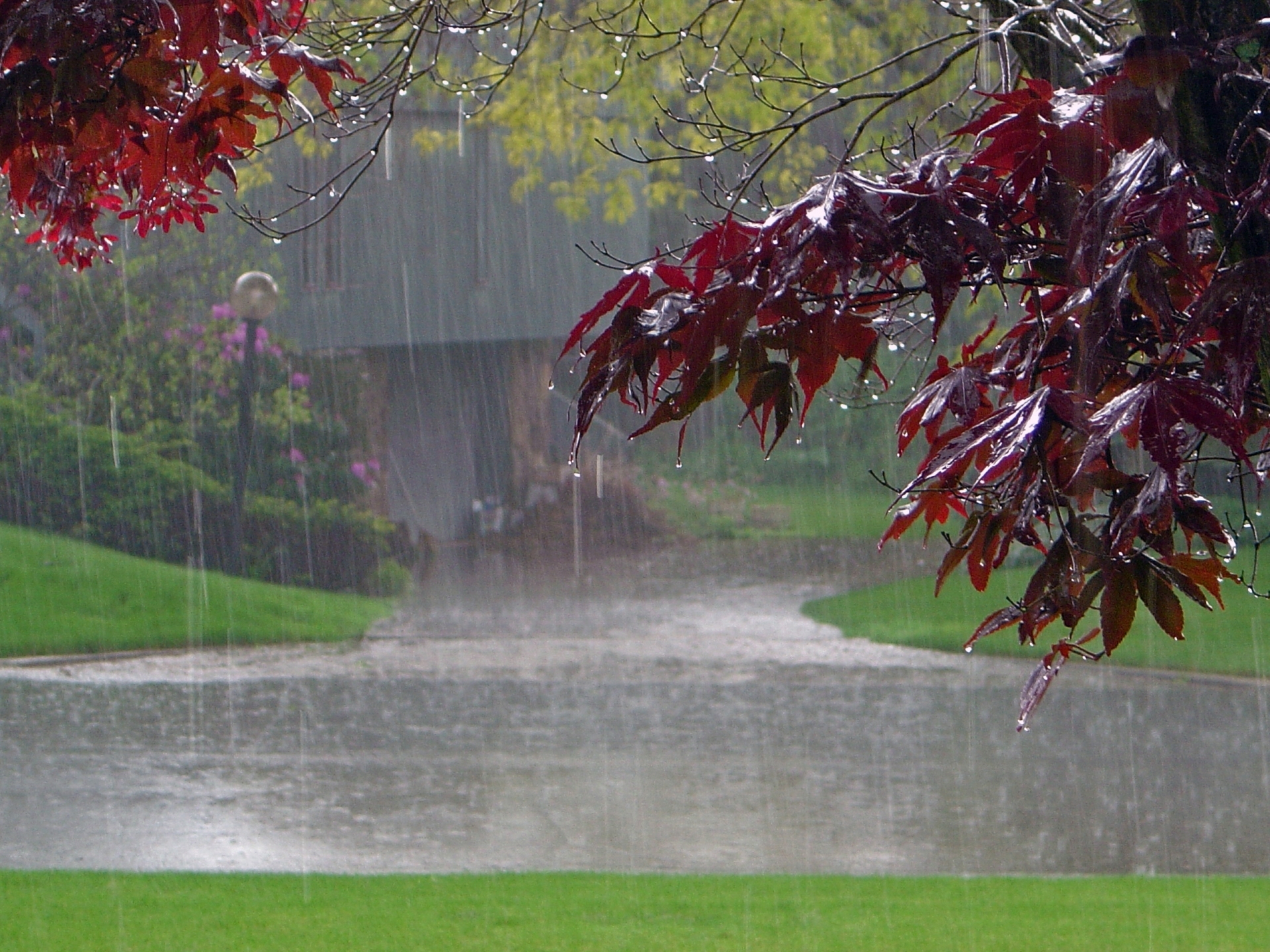 photography, rain, fall