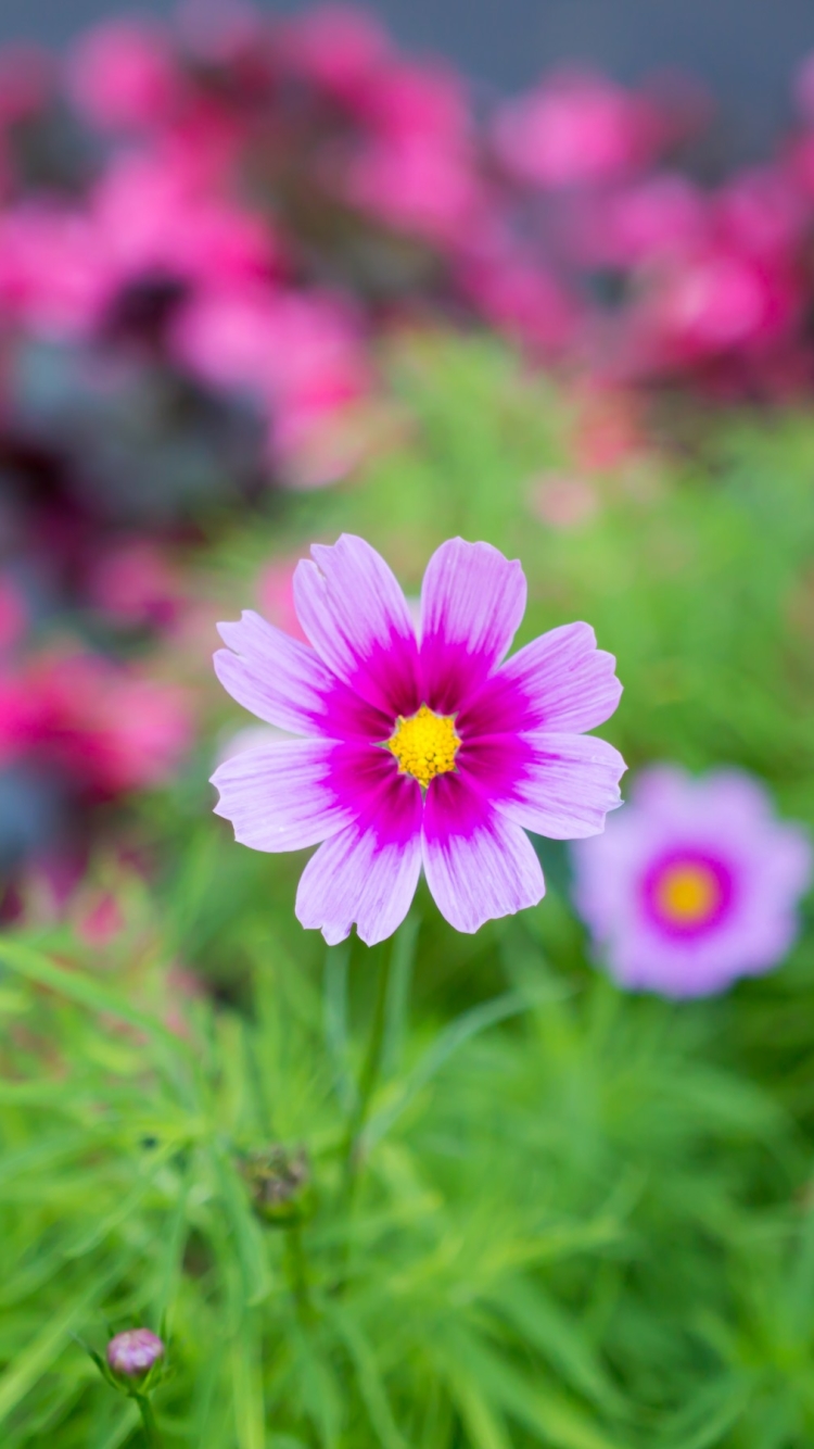 Descarga gratuita de fondo de pantalla para móvil de Flores, Flor, Macro, Flor Rosa, Tierra/naturaleza, Macrofotografía.