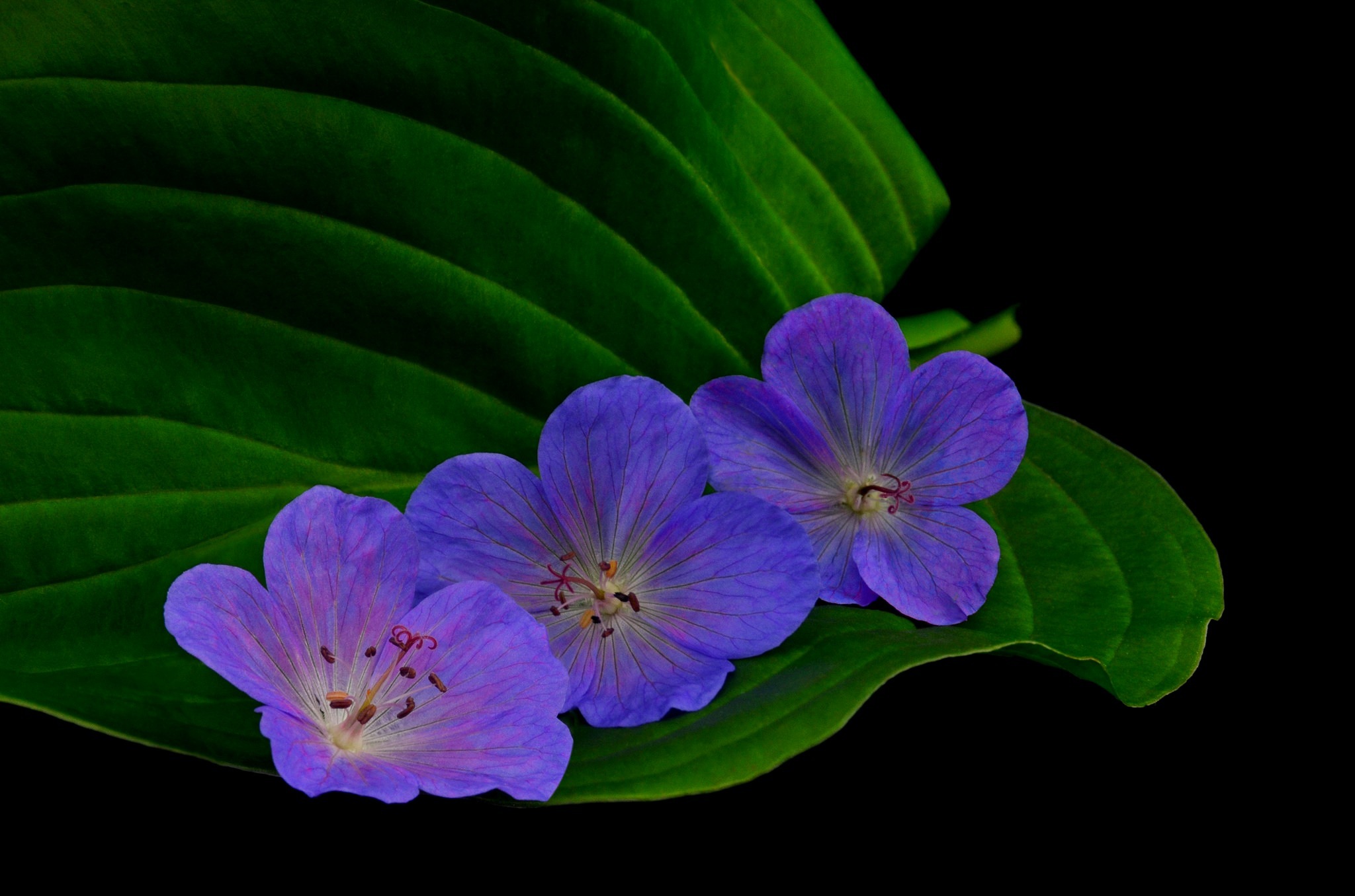 Descarga gratuita de fondo de pantalla para móvil de Flores, Flor, Hoja, Flor Purpura, Tierra/naturaleza.