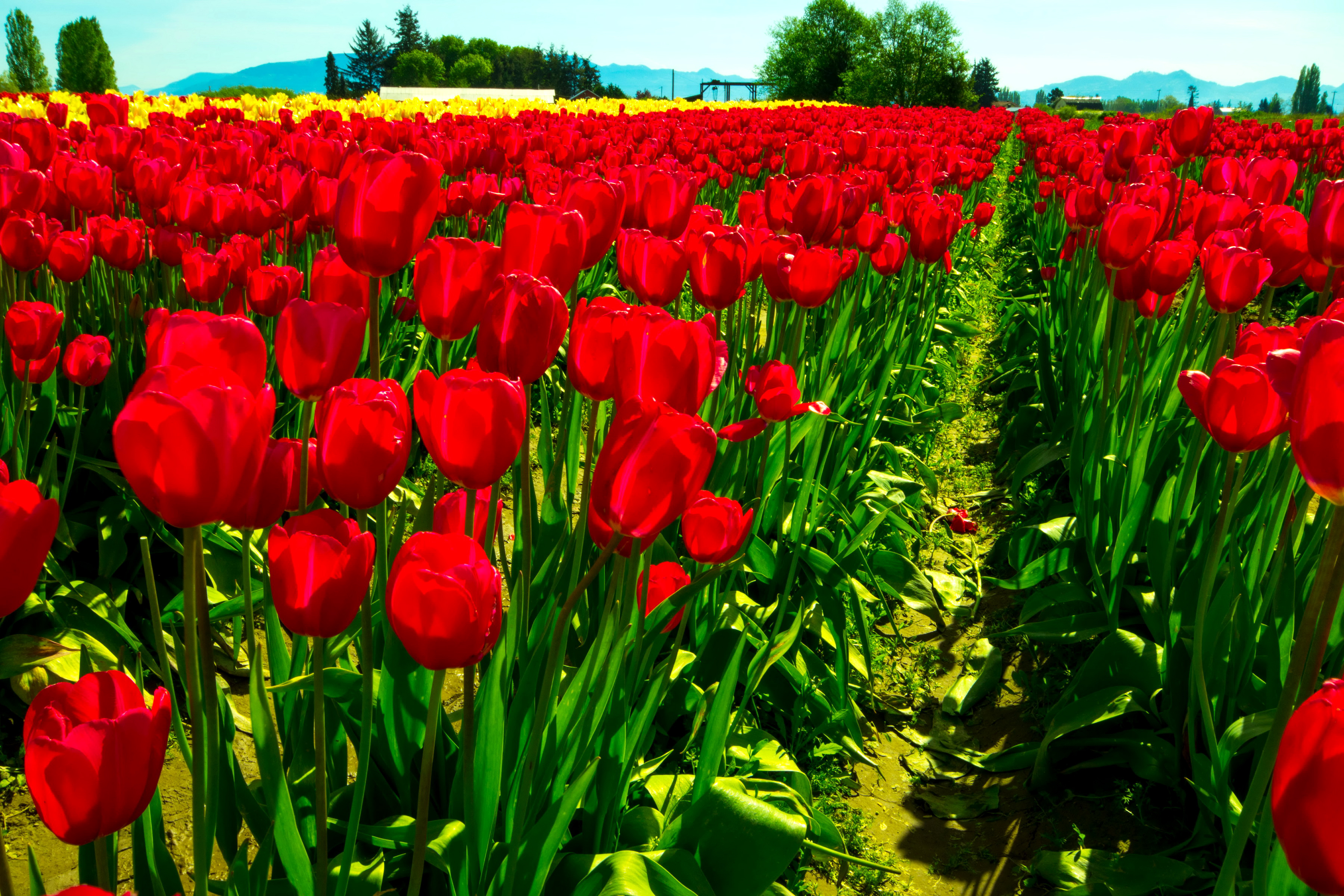 Free download wallpaper Flowers, Flower, Earth, Field, Tulip, Red Flower on your PC desktop