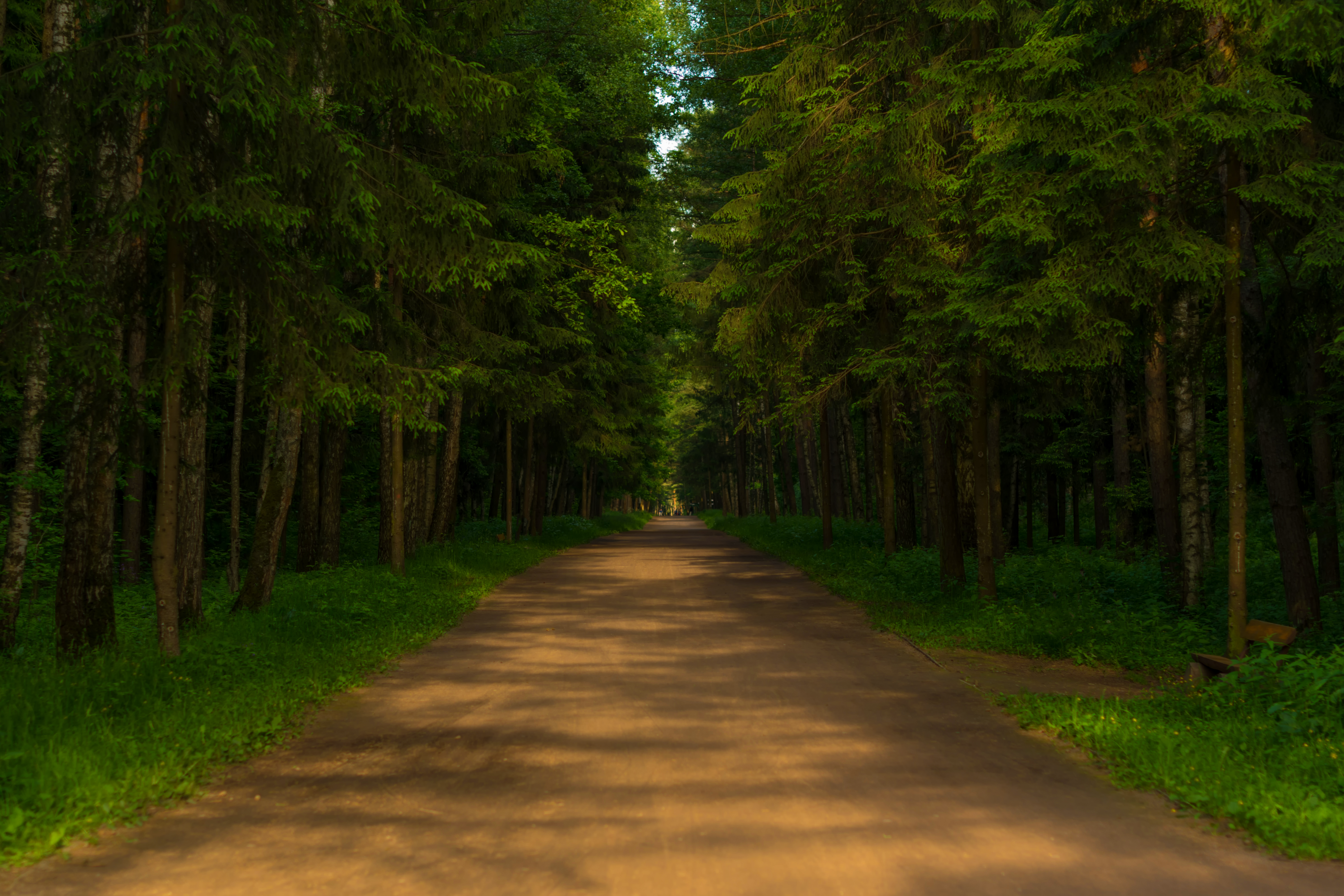 Baixar papel de parede para celular de Caminho, Floresta, Terra/natureza gratuito.