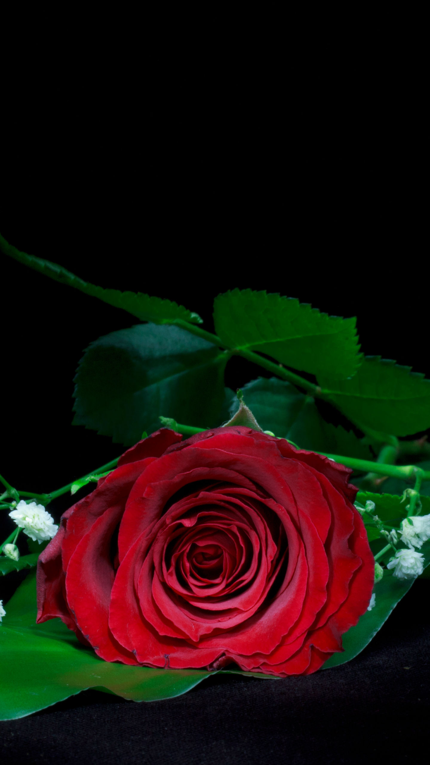 Download mobile wallpaper Flowers, Flower, Rose, Earth, Red Rose, Red Flower, Baby's Breath for free.