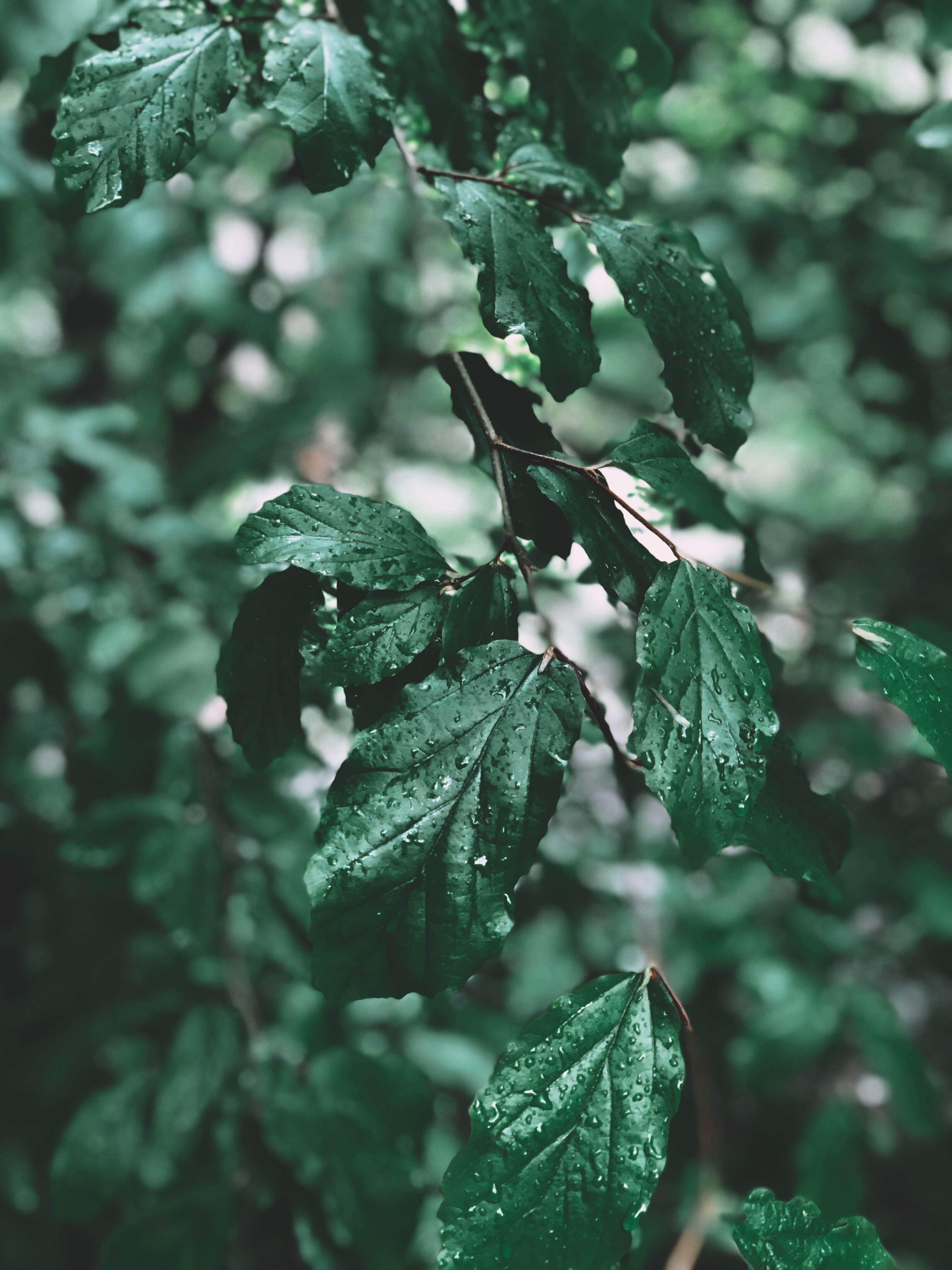 Laden Sie das Natur, Blätter, Drops, Zweig, Ast-Bild kostenlos auf Ihren PC-Desktop herunter