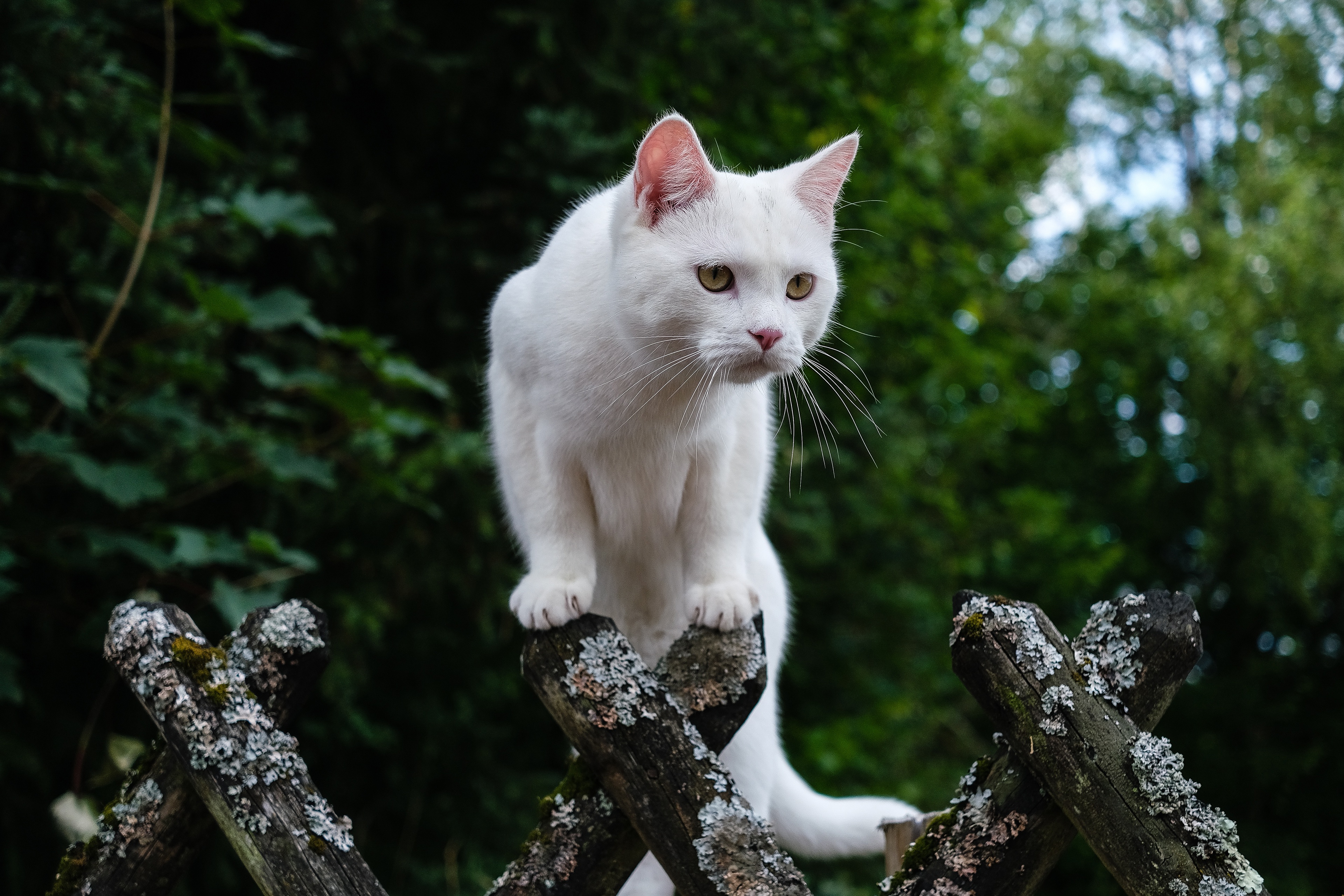 Baixar papel de parede para celular de Animais, Gatos, Gato gratuito.