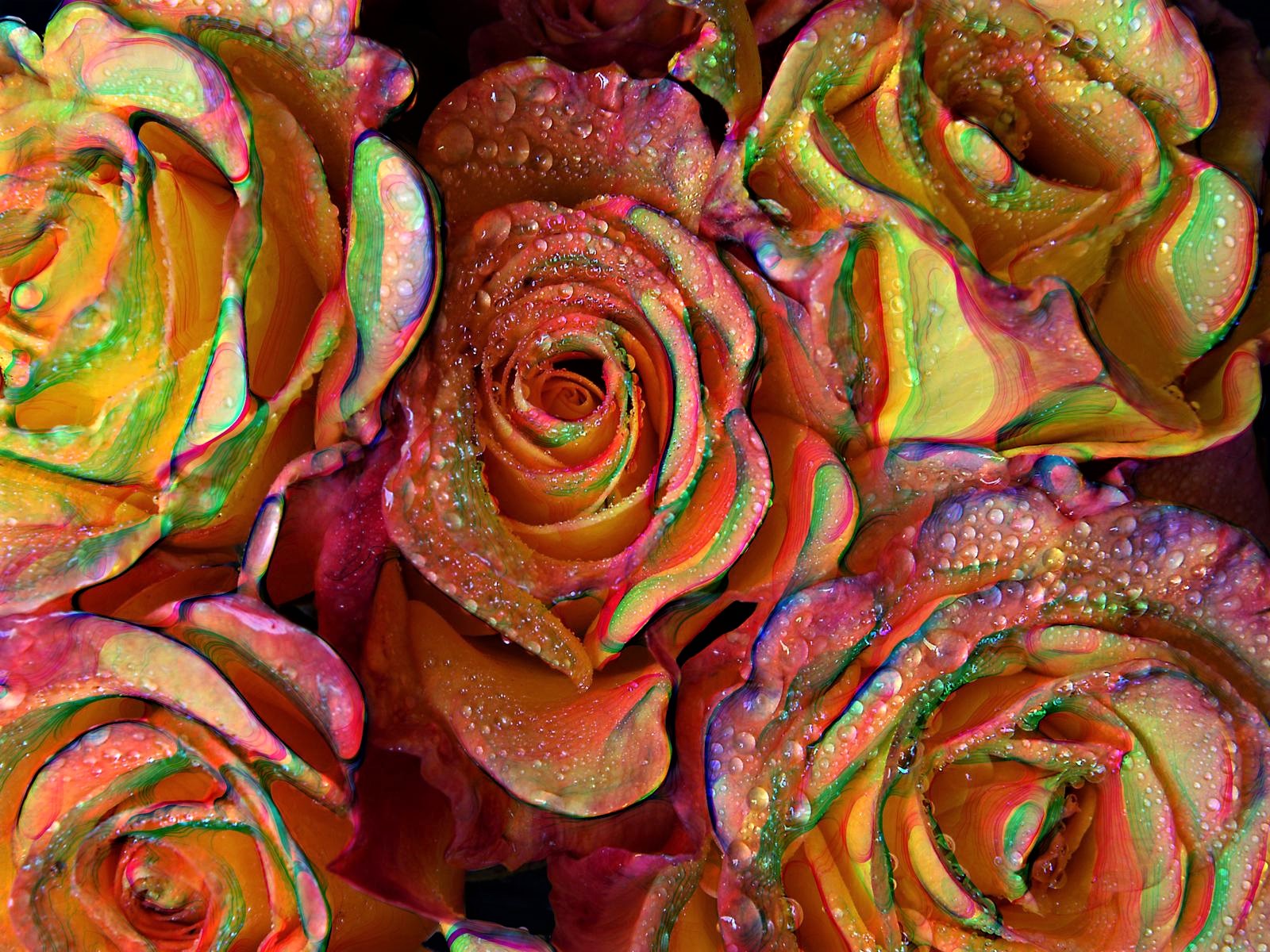 PCデスクトップにフラワーズ, 花, 薔薇, 地球, 虹画像を無料でダウンロード