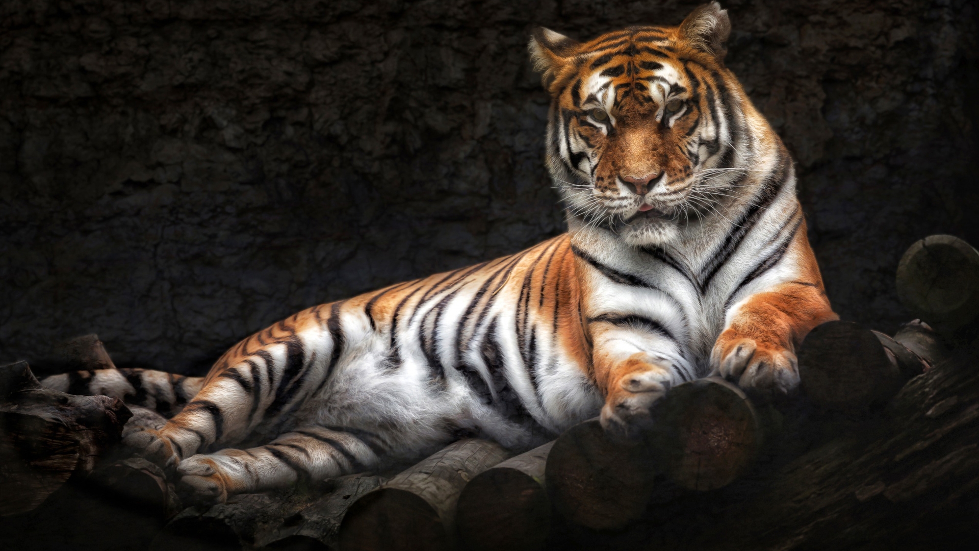 Download mobile wallpaper Tiger, Animal for free.