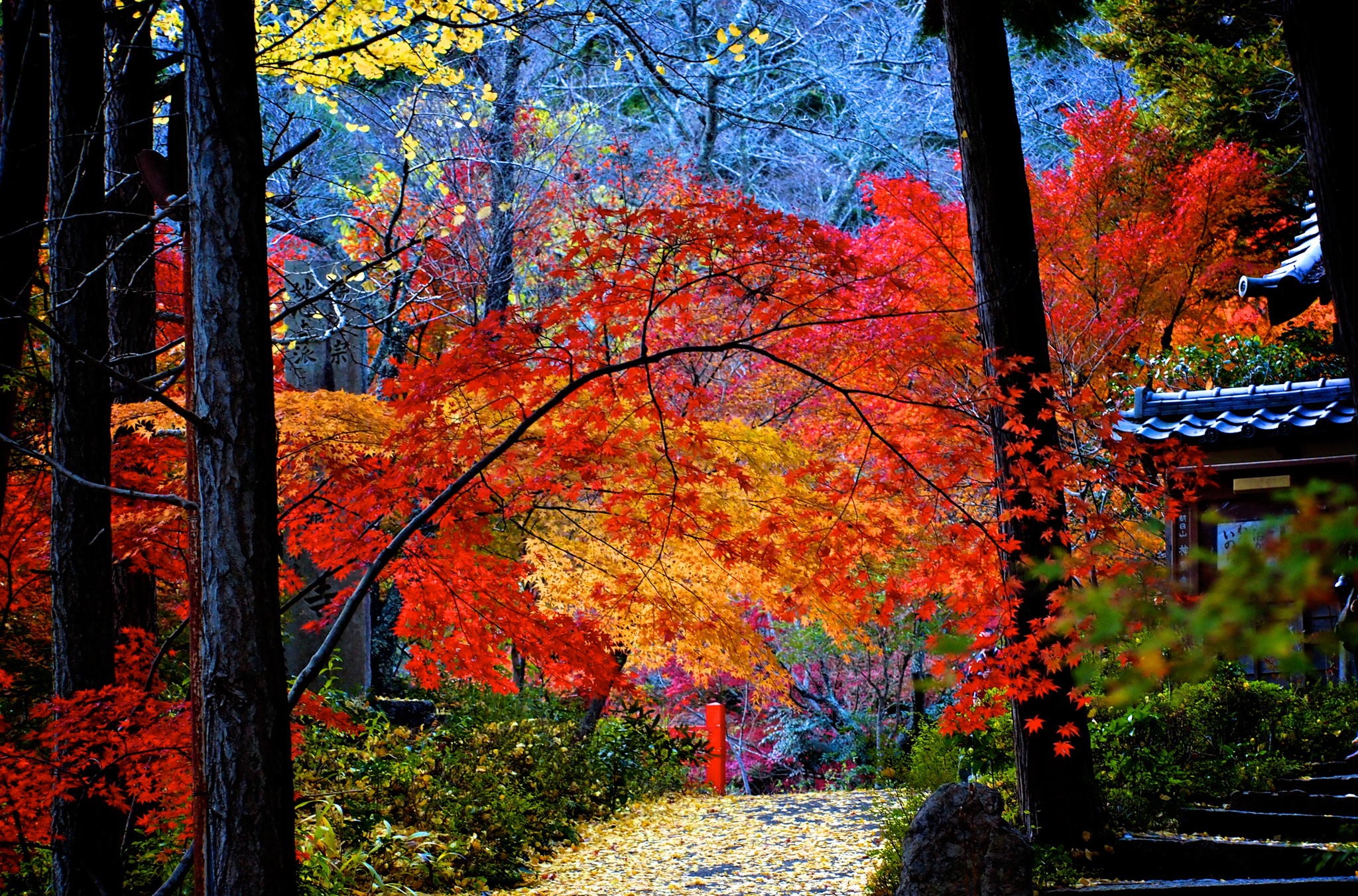 photography, fall, leaf, maple leaf, tree