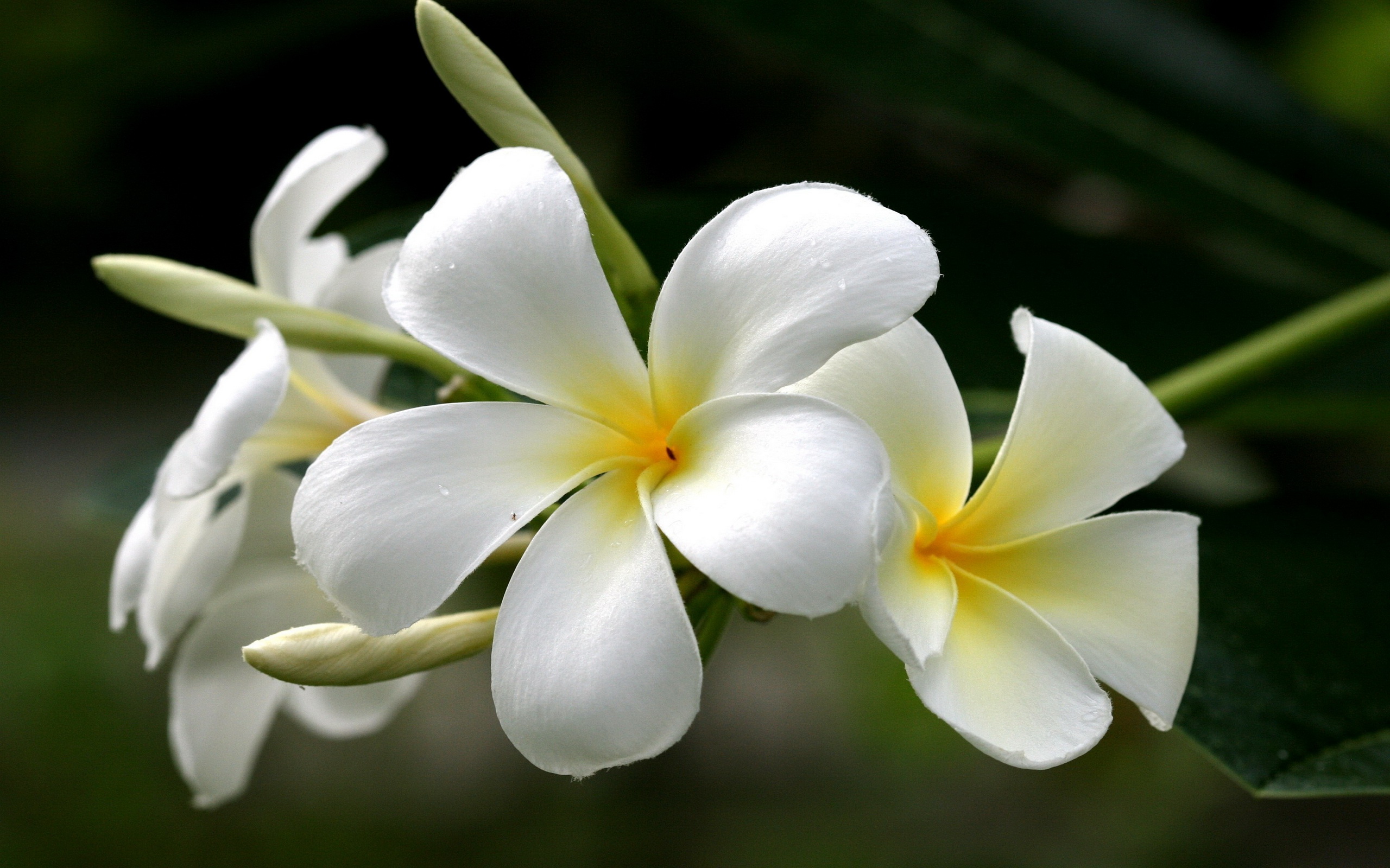 Laden Sie das Blume, Frangipani, Erde/natur-Bild kostenlos auf Ihren PC-Desktop herunter