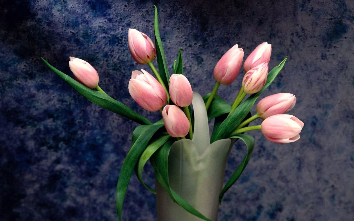 32727 Bild herunterladen tulpen, pflanzen, blumen - Hintergrundbilder und Bildschirmschoner kostenlos