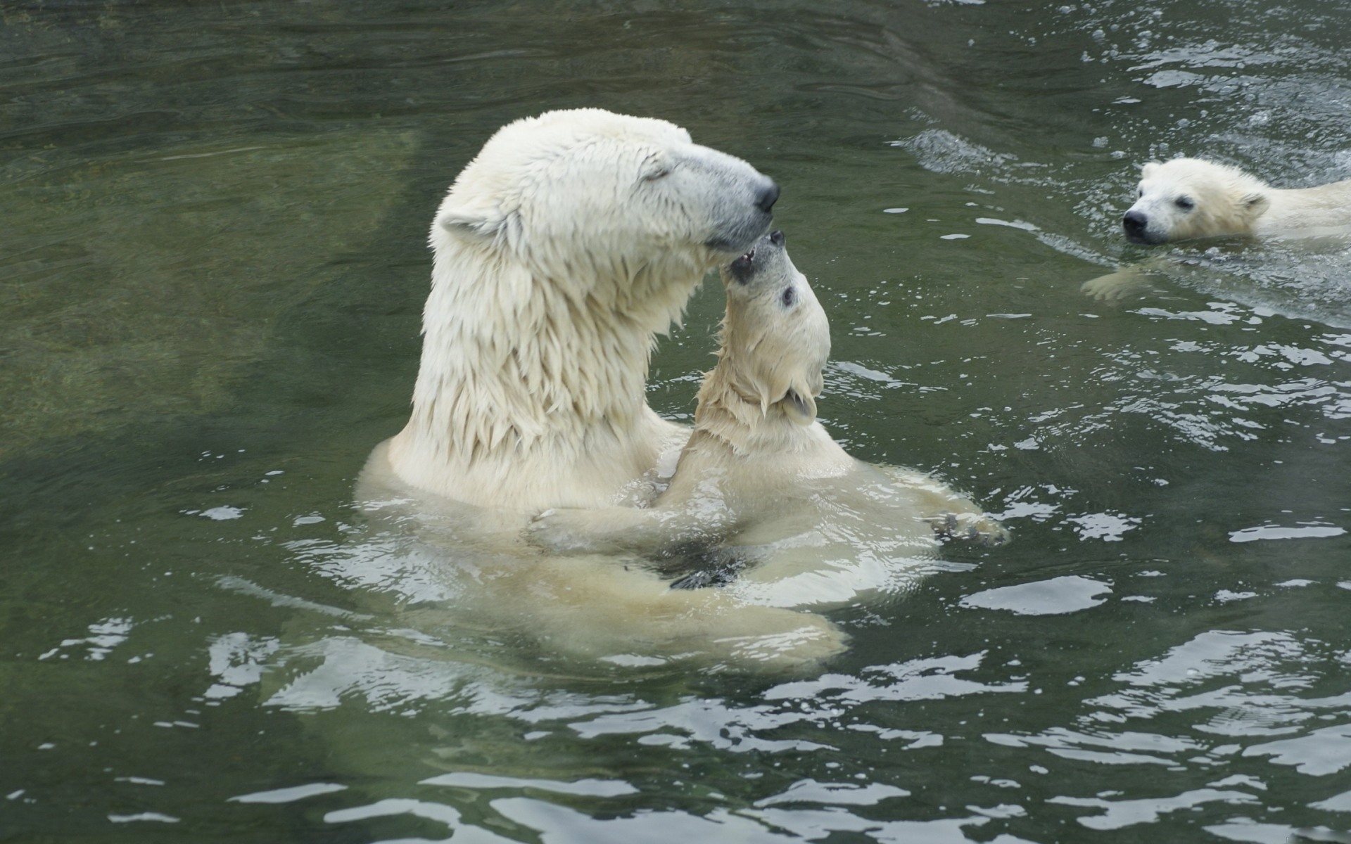 Download mobile wallpaper Water, Bears, Animal, Cute, Polar Bear, Cub for free.