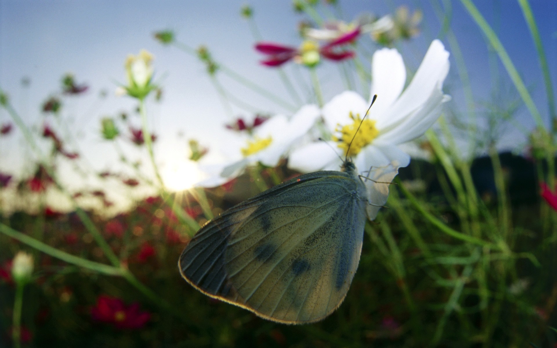 PCデスクトップに蝶, 昆虫画像を無料でダウンロード