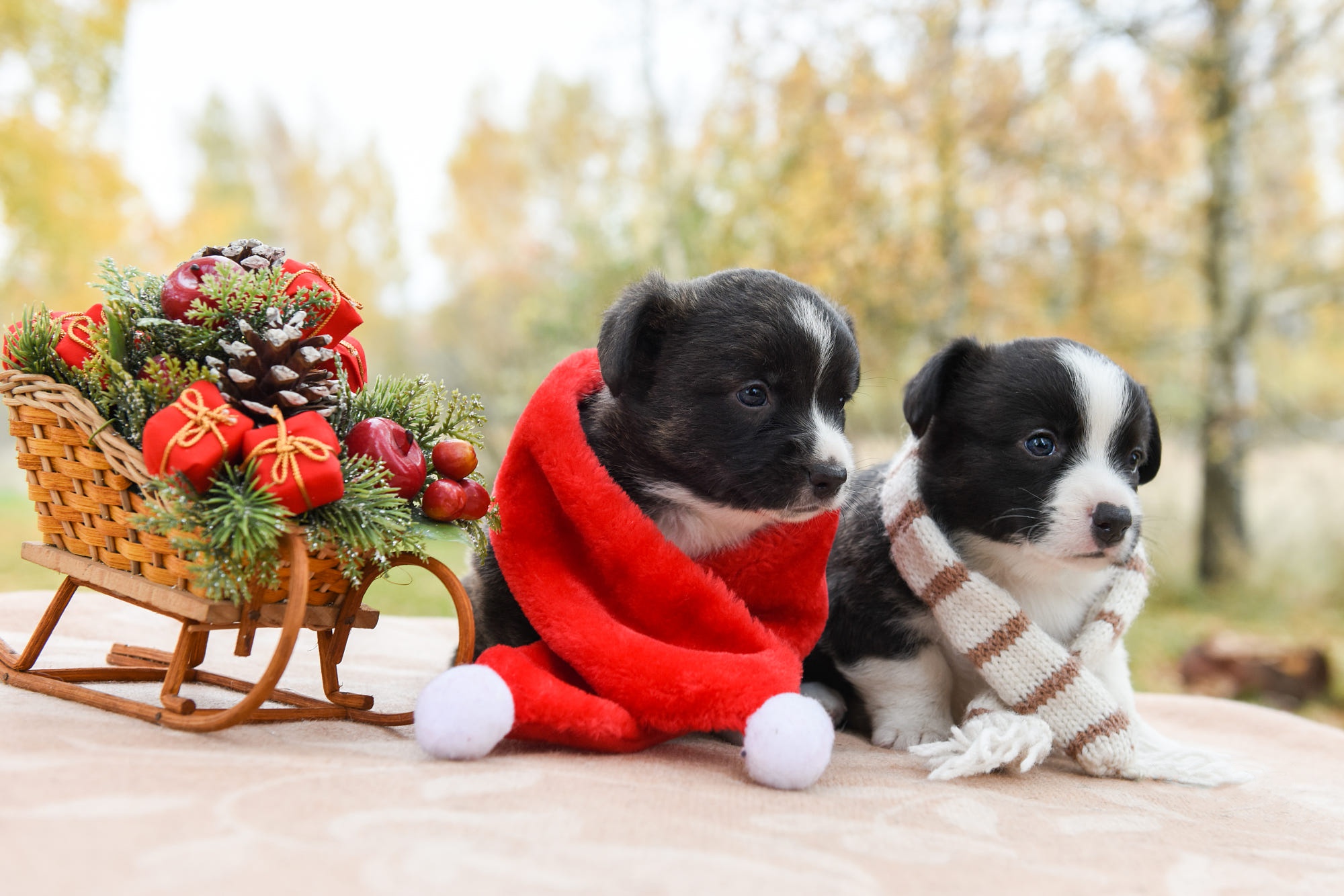 Handy-Wallpaper Tiere, Hunde, Weihnachten, Hund, Welpen, Schlitten, Tierbaby kostenlos herunterladen.