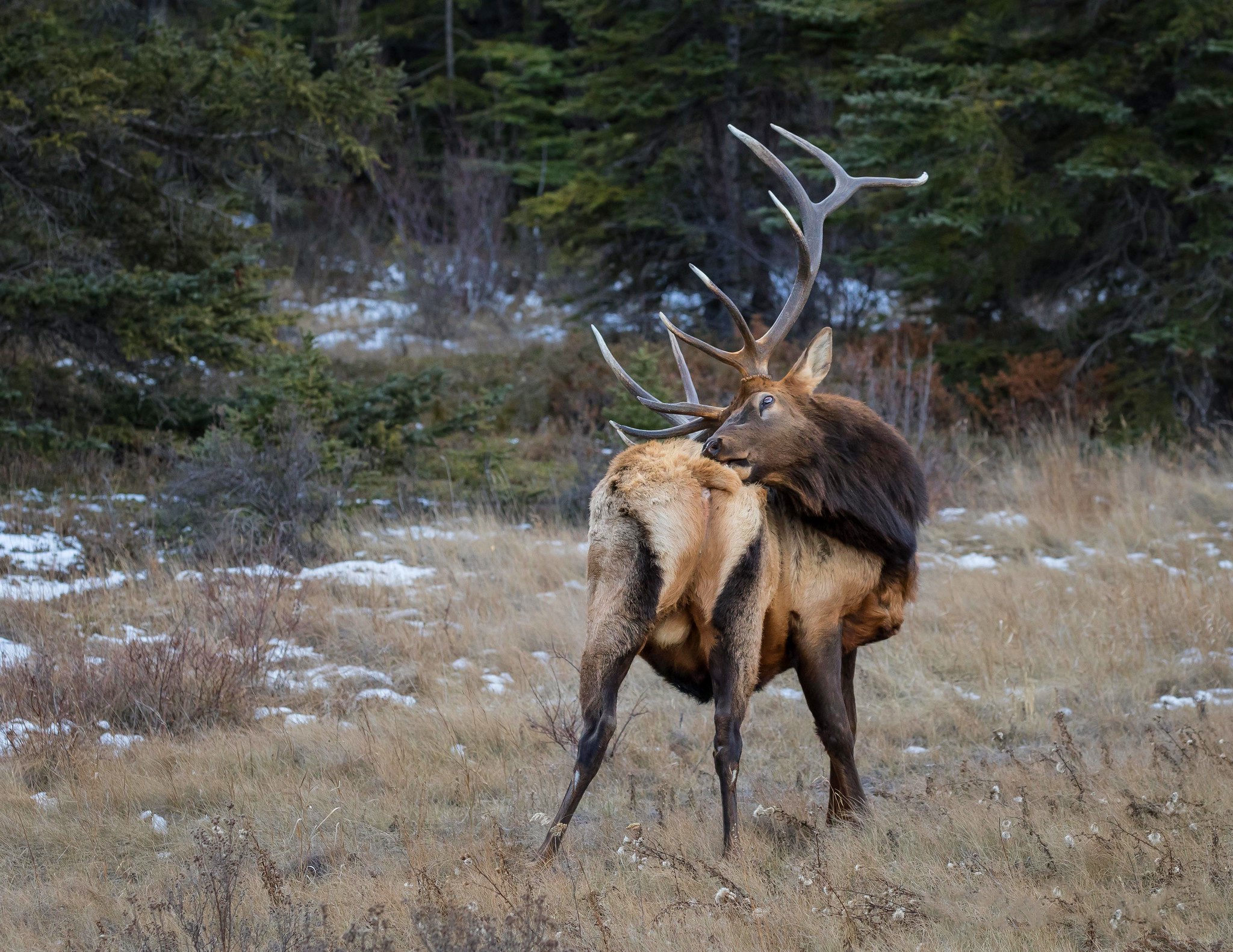 Free download wallpaper Animal, Deer on your PC desktop