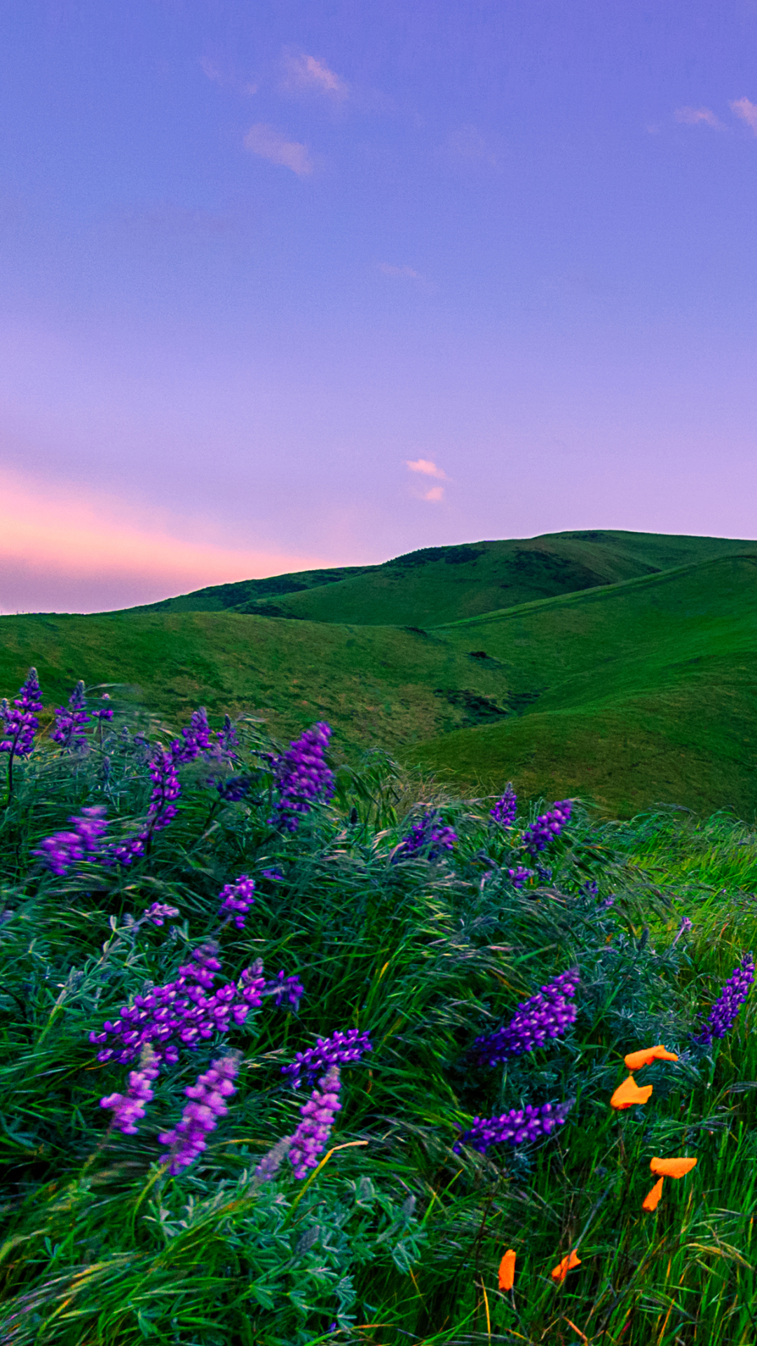 Скачать картинку Трава, Цветок, Луг, Фиолетовый Цветок, Земля/природа в телефон бесплатно.