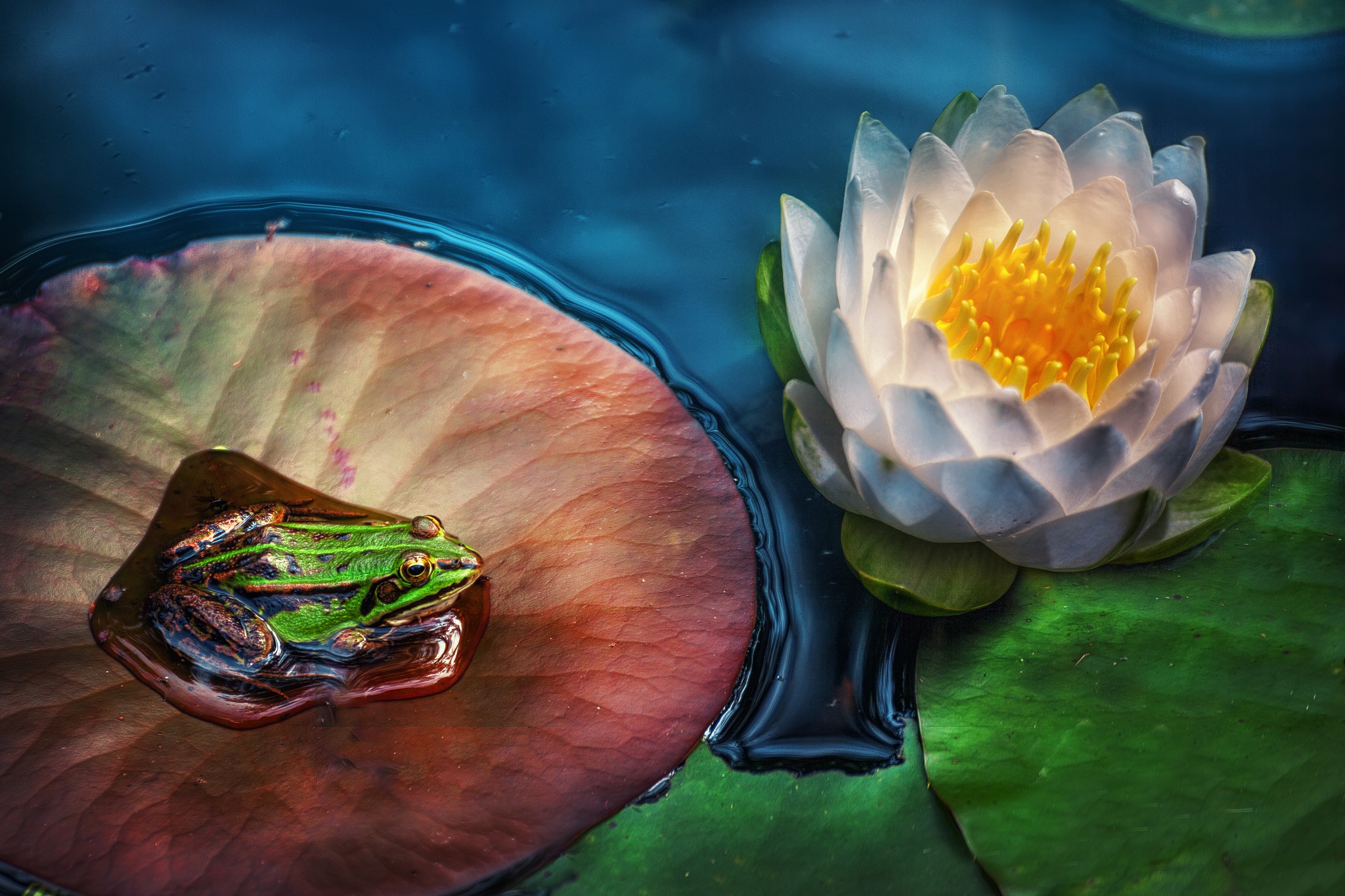 Download mobile wallpaper Lotus, Frogs, Flower, Animal, Frog, Amphibian, White Flower for free.