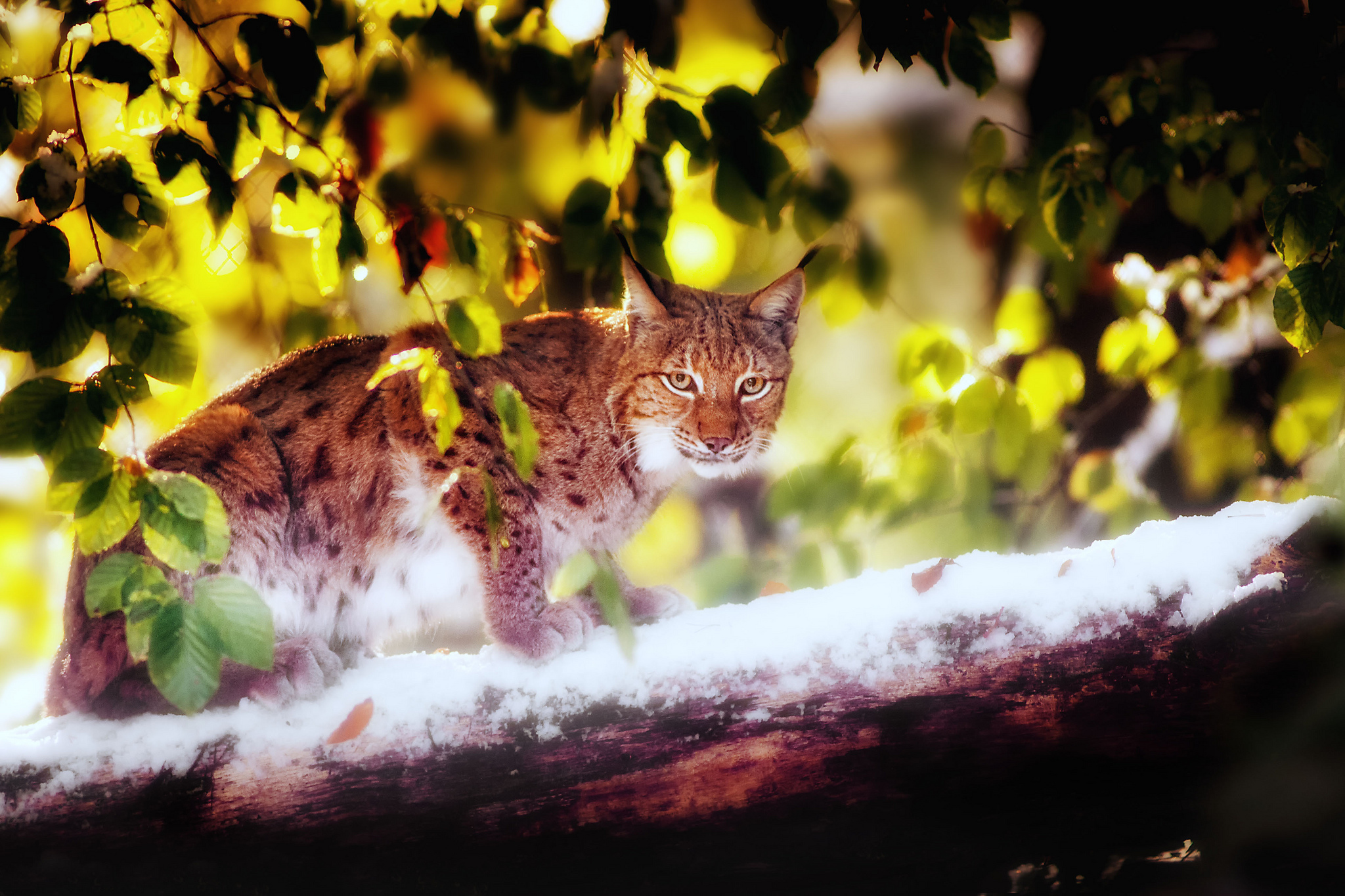 Handy-Wallpaper Luchs, Katzen, Tiere kostenlos herunterladen.