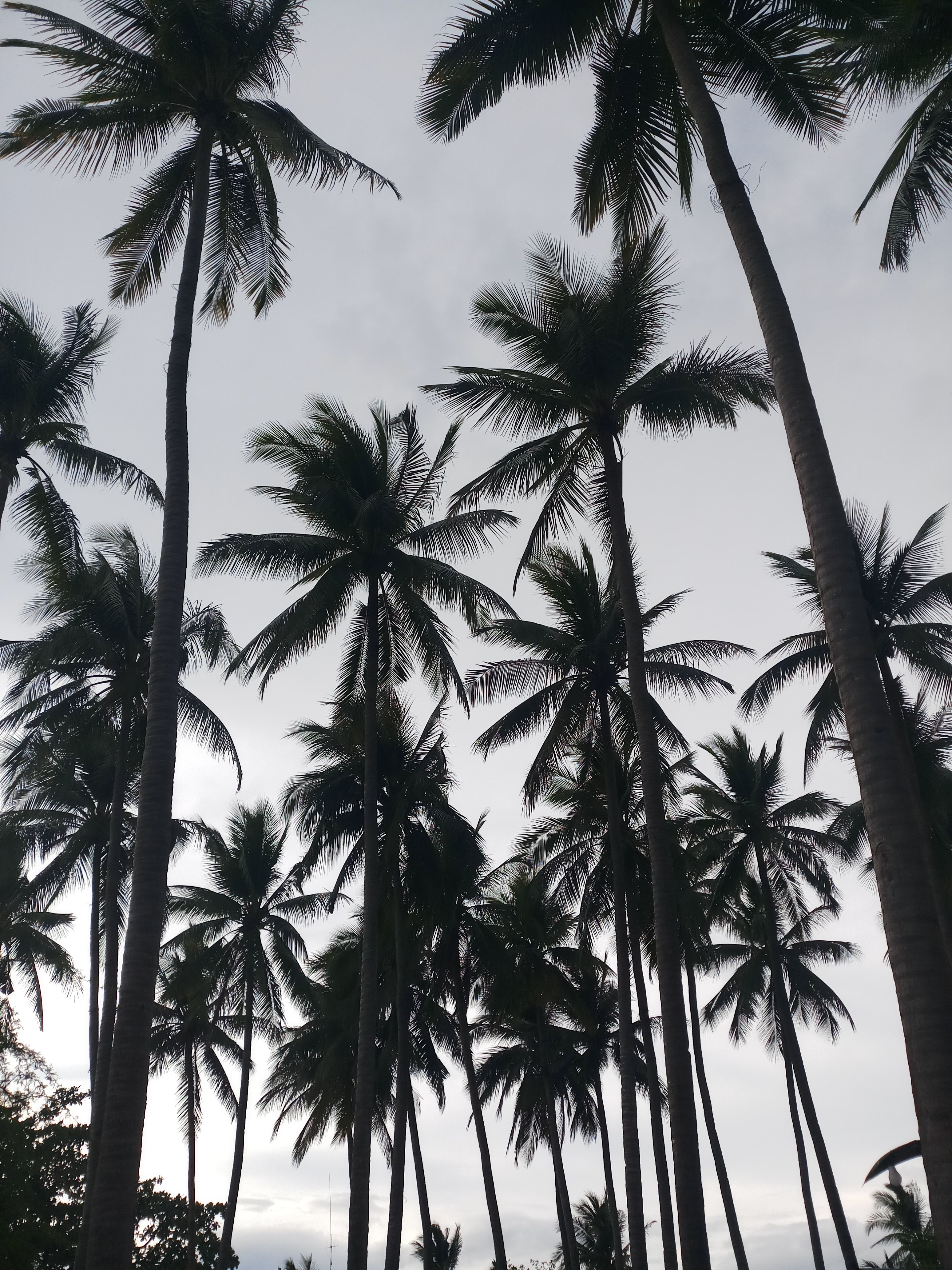 Free download wallpaper Tropics, Nature, Bw, Trees, Chb, Palms on your PC desktop