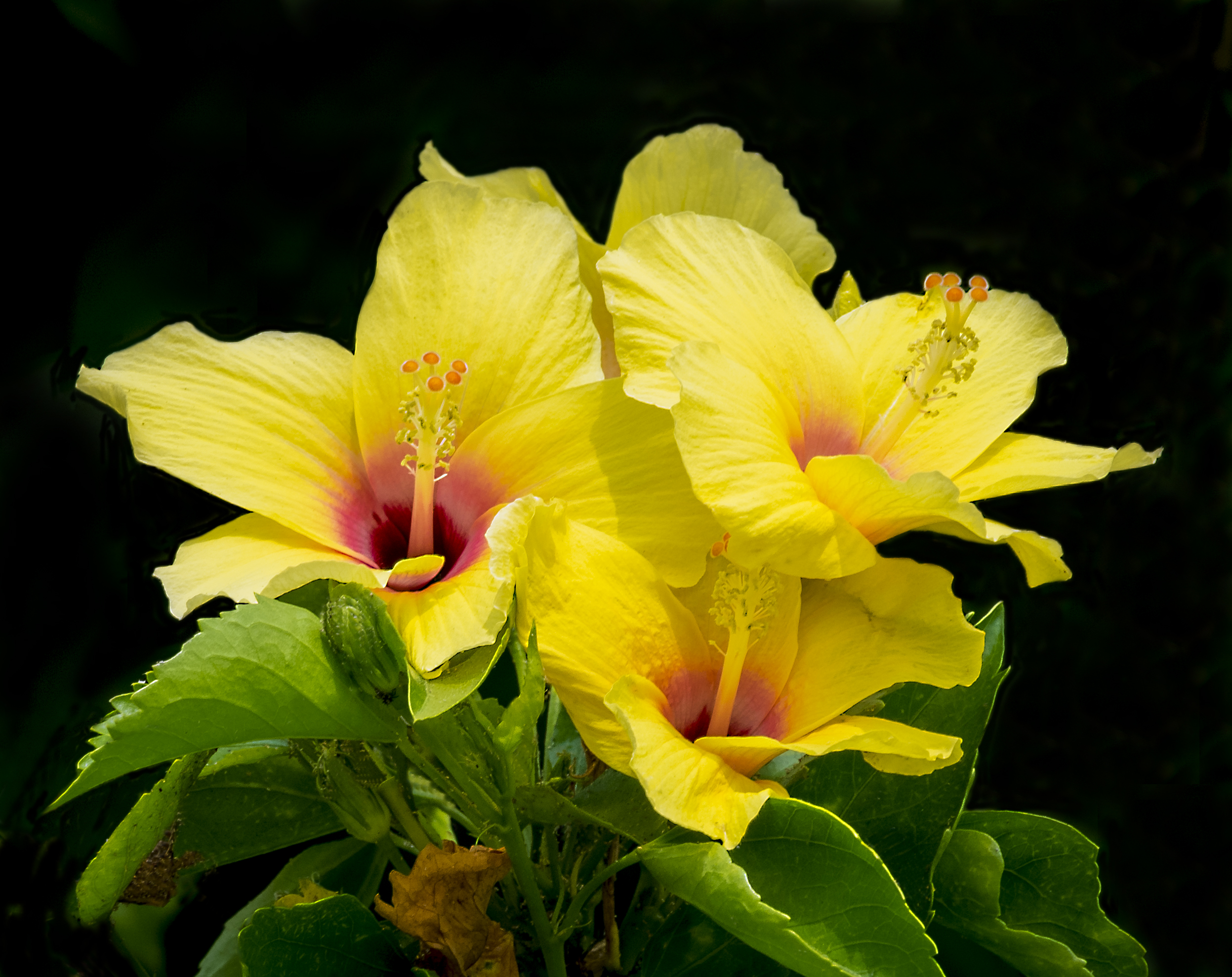 Laden Sie das Blumen, Blume, Hibiskus, Gelbe Blume, Erde/natur-Bild kostenlos auf Ihren PC-Desktop herunter