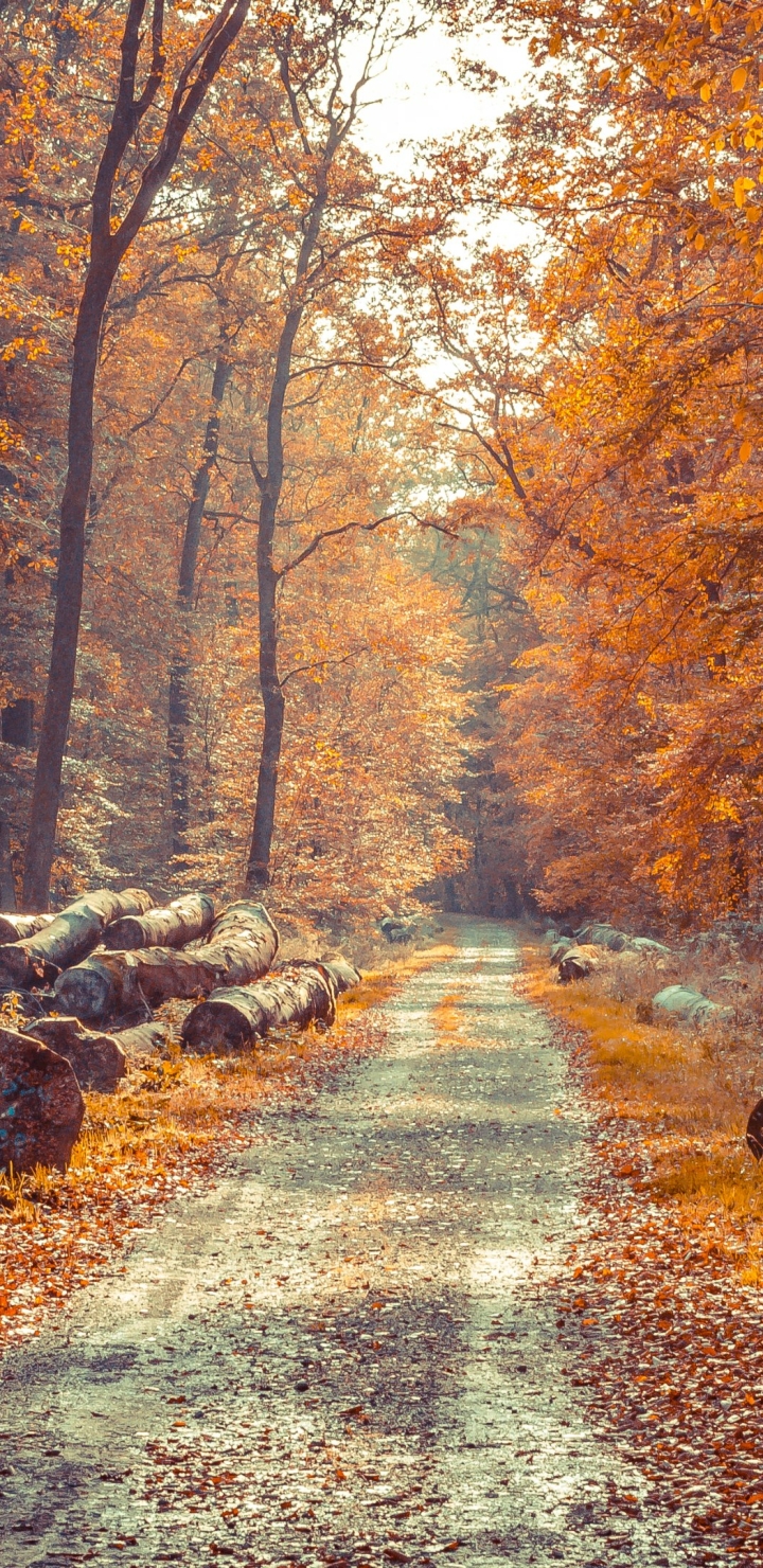 Téléchargez des papiers peints mobile Automne, Terre/nature gratuitement.