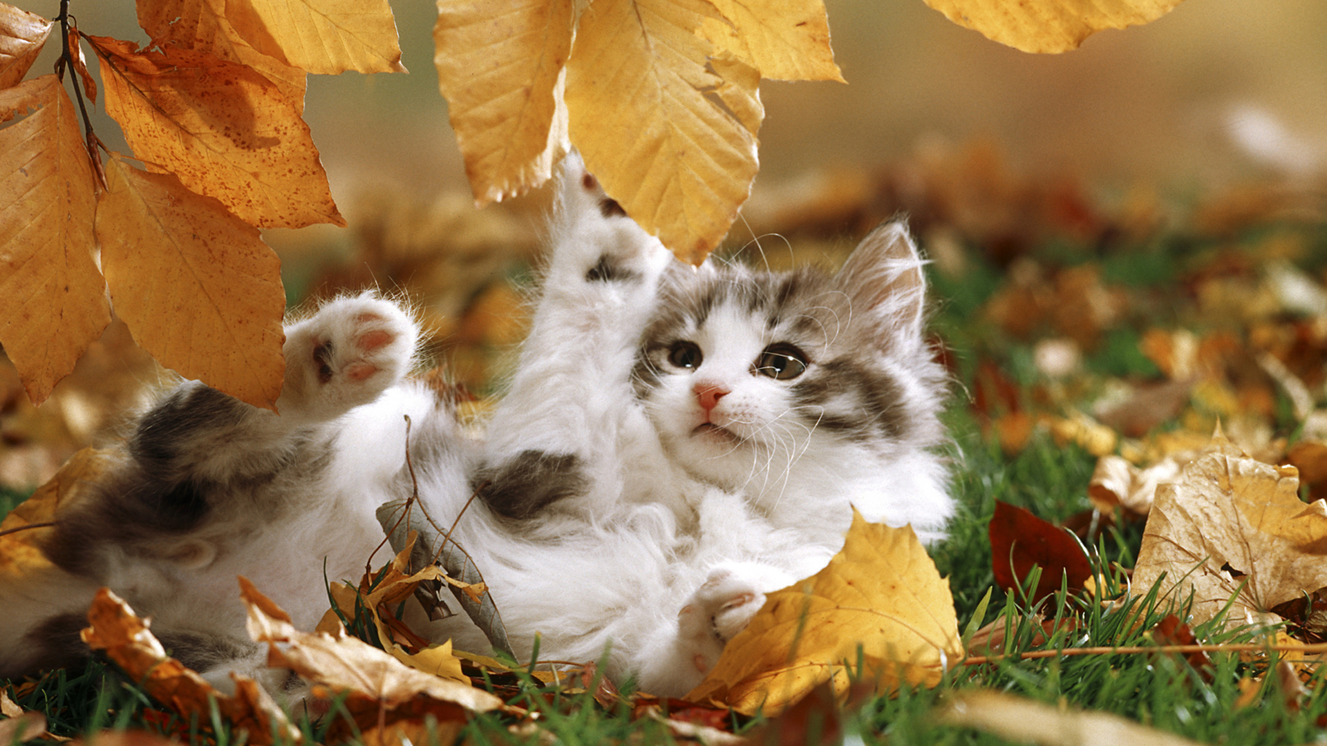 Download mobile wallpaper Cats, Cat, Kitten, Leaf, Animal for free.