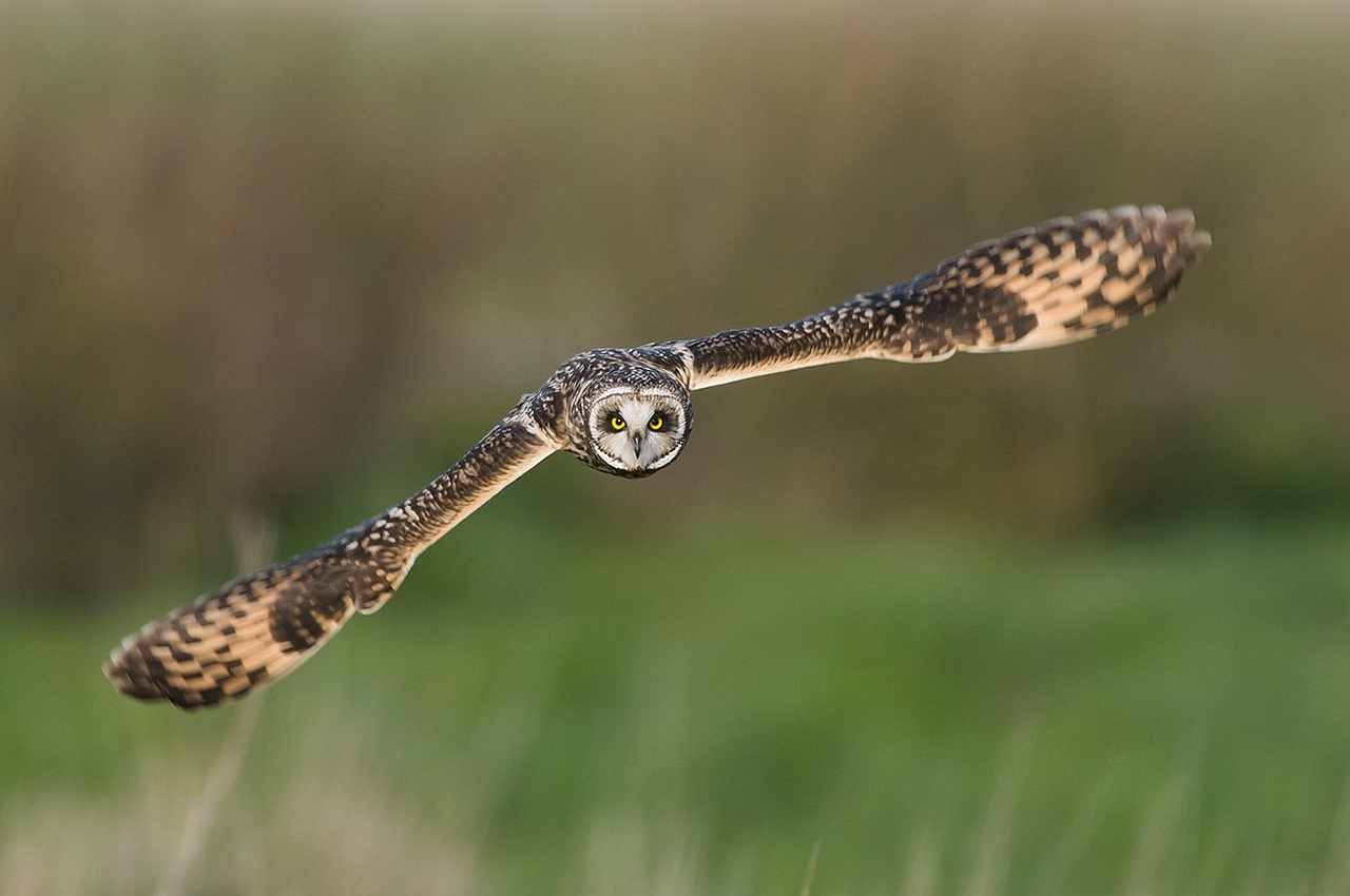 Téléchargez des papiers peints mobile Animaux, Hibou gratuitement.