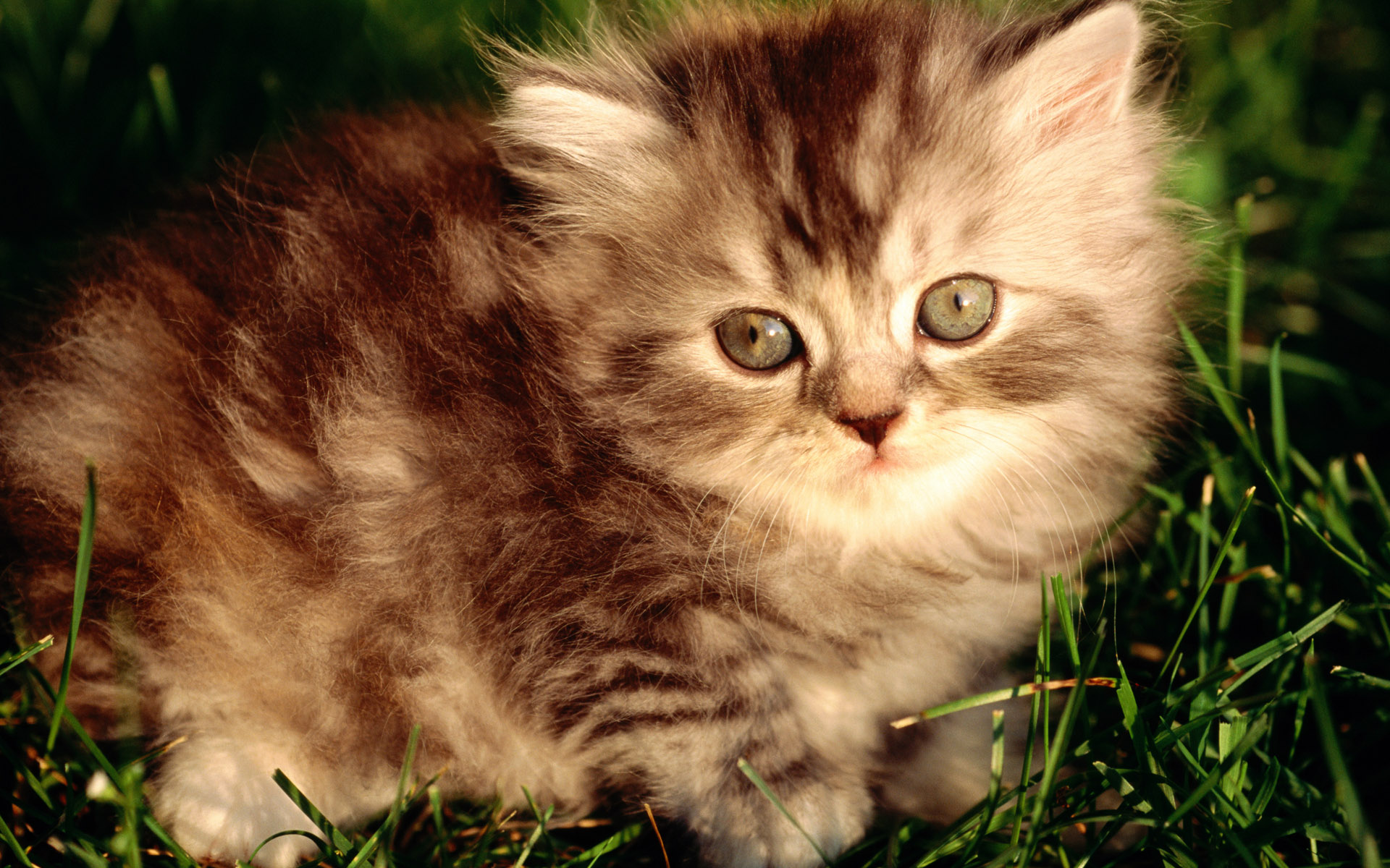 Free download wallpaper Cat, Animal on your PC desktop