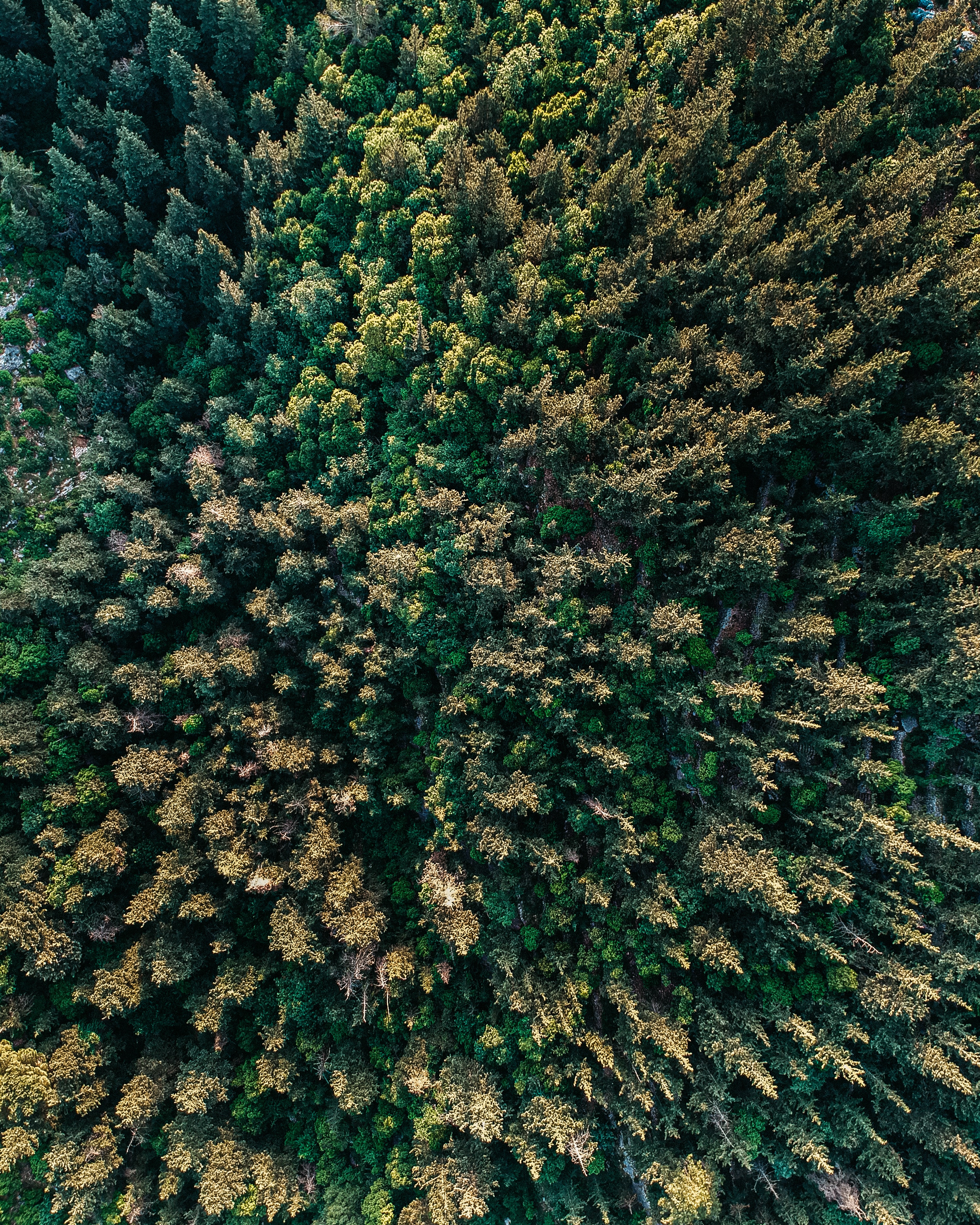 Download mobile wallpaper Fir, Forest, Trees, View From Above, Spruce, Nature for free.