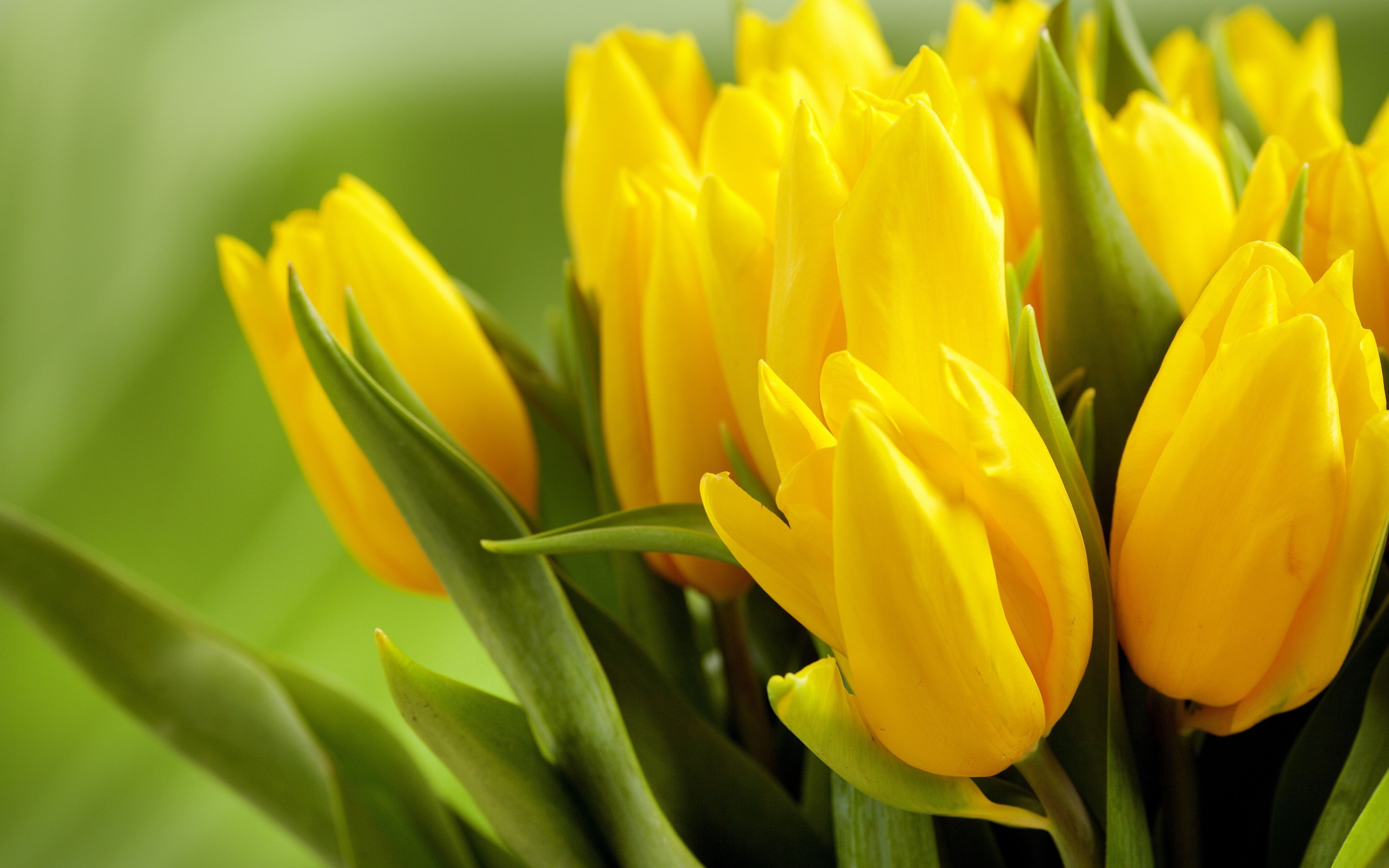 Handy-Wallpaper Tulpe, Gelbe Blume, Blumen, Blume, Erde/natur kostenlos herunterladen.